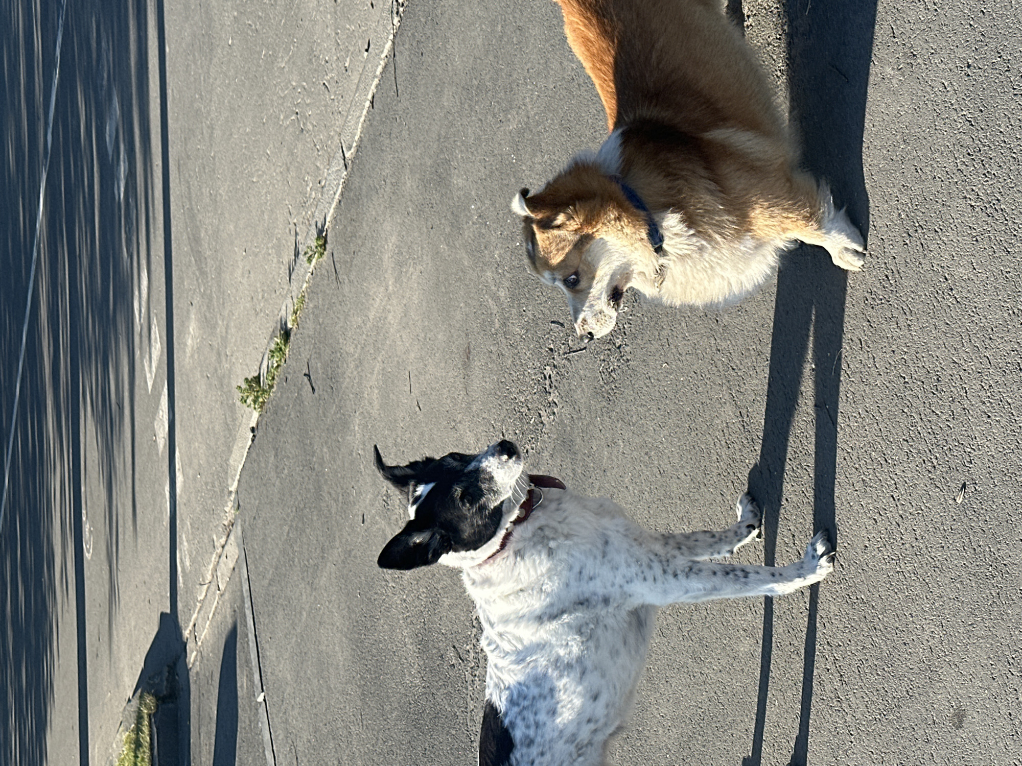Two dogs are standing on an asphalt surface, likely a street or sidewalk, in a city environment. The dog on the left is black and white with a slender build and pointed ears. It is wearing a red collar. The dog on the right is a lighter brown and white color, appearing to be a Corgi breed, and is wearing a blue collar. They are facing each other, suggesting an interaction or observation. The ground is textured asphalt with some cracks and scattered small debris. Sunlight casts long shadows across the surface, indicating it is daytime and the sun is at a low angle. In the background, a portion of a paved road with white lines is visible, along with some sparse greenery at the edge of the pavement. The overall impression is an outdoor urban scene.