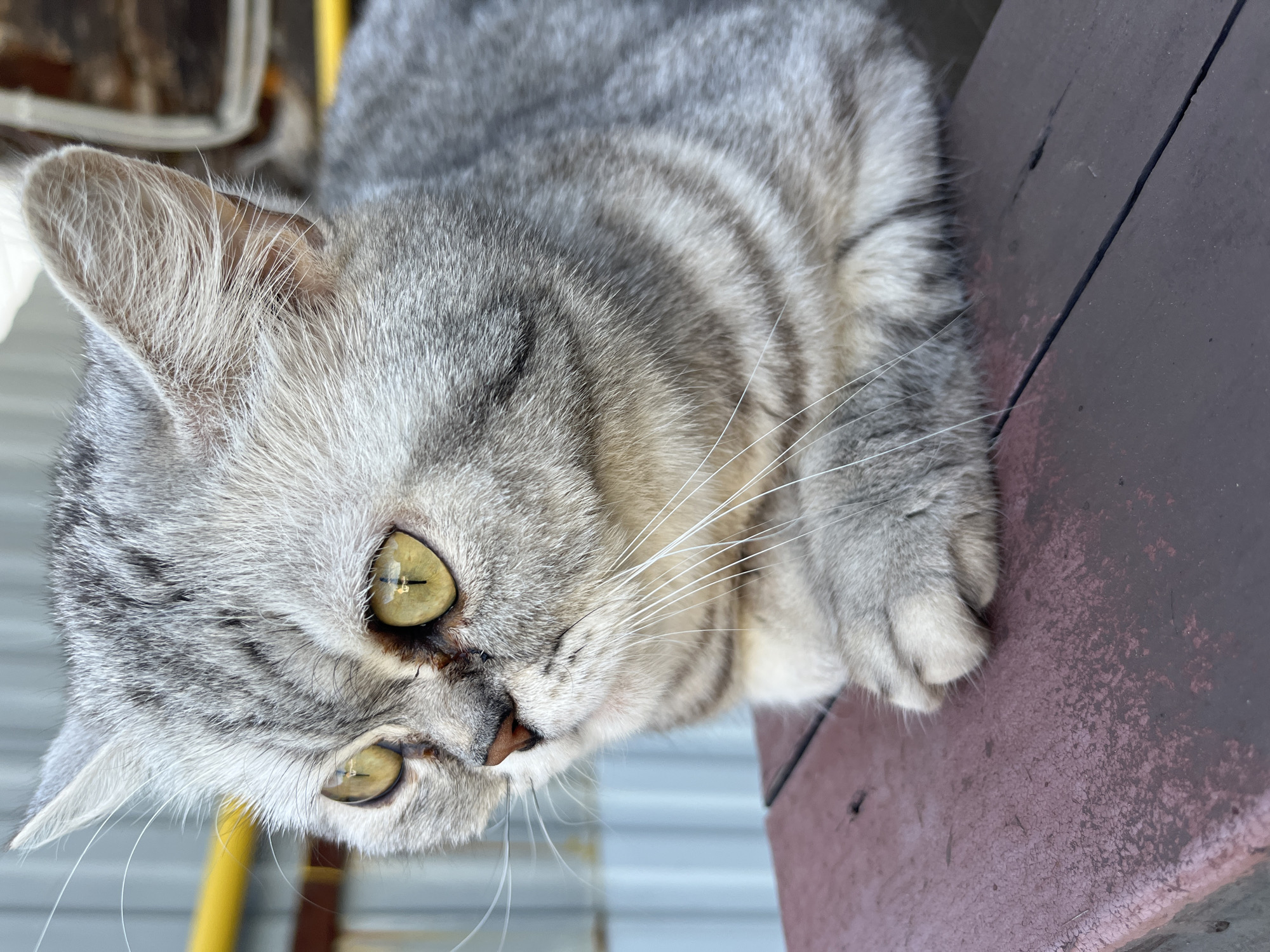 A close-up, low-angle photograph depicts a grey tabby cat with yellow eyes lying on a dark brown wooden surface. The cat's head is tilted towards the bottom left of the frame, and its paws are resting on the wooden surface in the top right. The cat has white whiskers, and the grey fur has darker grey stripes. The background includes a glimpse of a yellow pole and a white corrugated metal surface. The location is Chaikovsky, Russia.