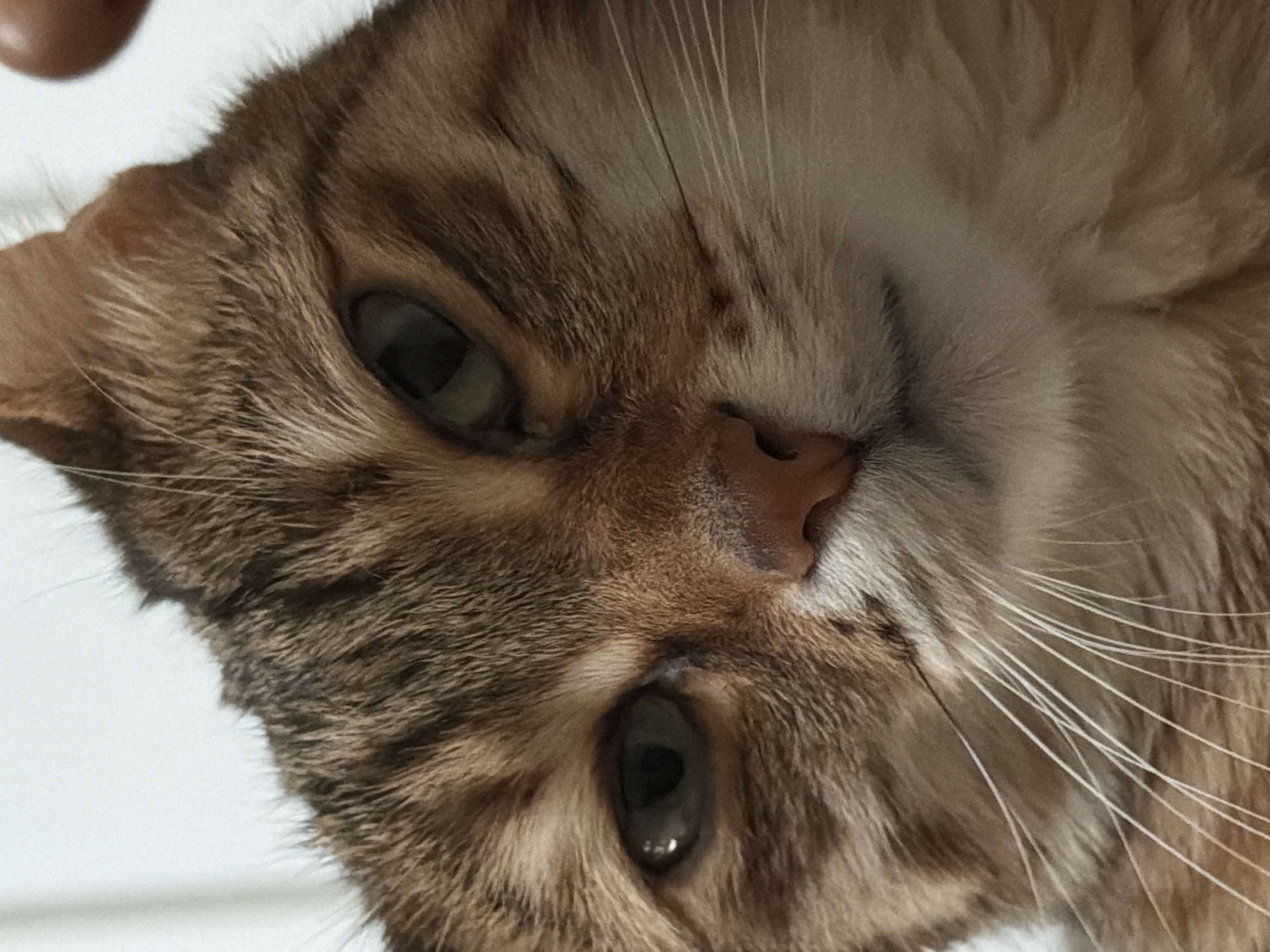 The image is a close-up shot of a brown tabby cat's face. The cat has green eyes, a pink nose, and white whiskers. The cat's face is slightly tilted, giving the impression that it is looking down at the viewer. The background is white, suggesting it may be indoors.
There is no information in the image to indicate that it was taken in Milan, Italy, or to provide any details about people, objects, actions, or interactions.