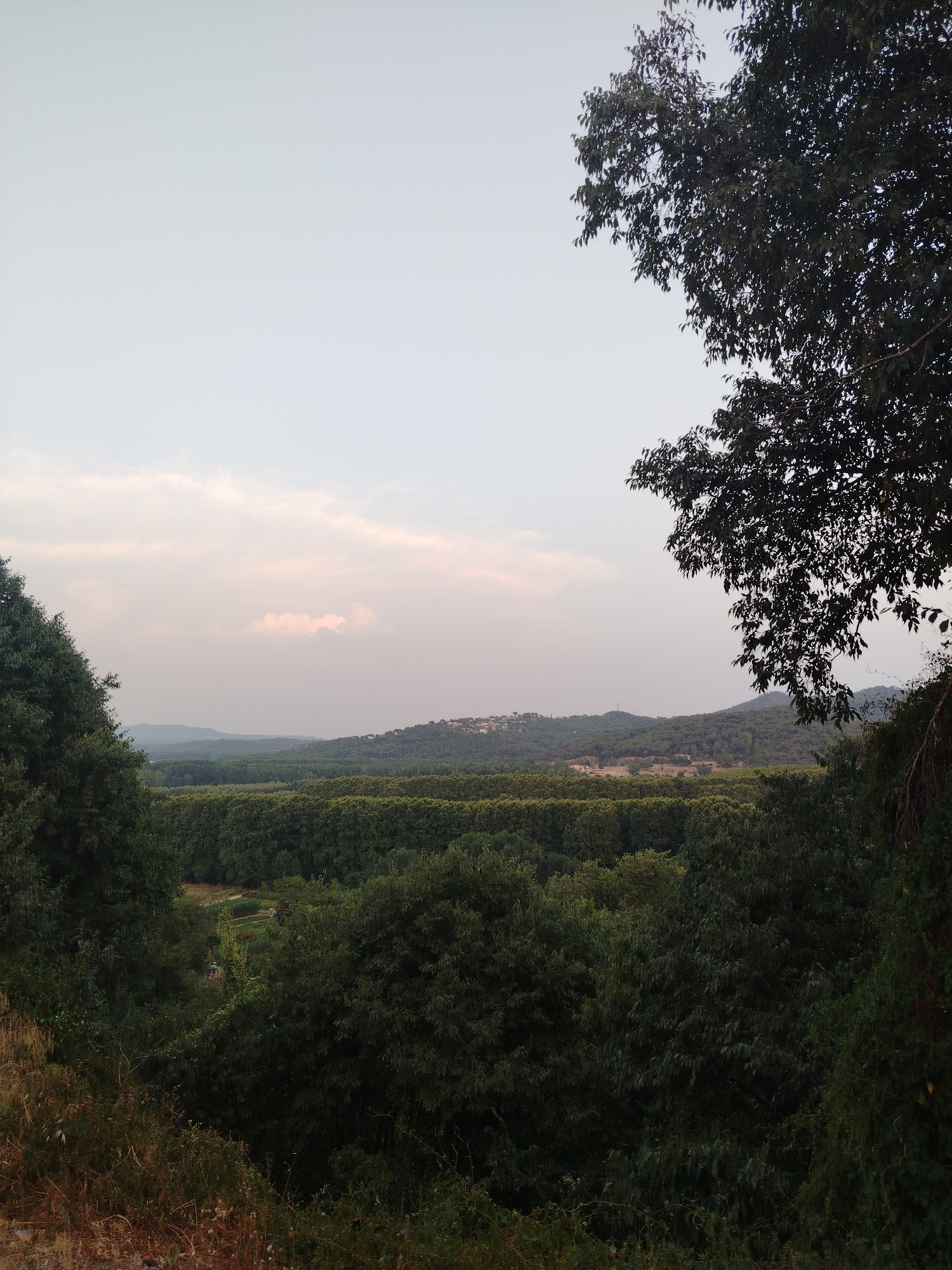 This image depicts a natural landscape with lush green trees and rolling hills under a pale sky. The foreground features dense foliage and tall trees, with one prominent tree on the right framing the view. In the middle ground, a vast expanse of uniform green trees stretches horizontally, suggesting a cultivated forest or orchard. Further in the background, more hills covered in vegetation are visible, with a few scattered buildings on a distant hilltop, indicating a settlement. The overall scene is serene and natural, with a soft, diffused light suggesting either early morning or late afternoon. The location is identified as Hostalric, Spain, a municipality known for its medieval castle and surrounding natural beauty, which is consistent with the imagery.