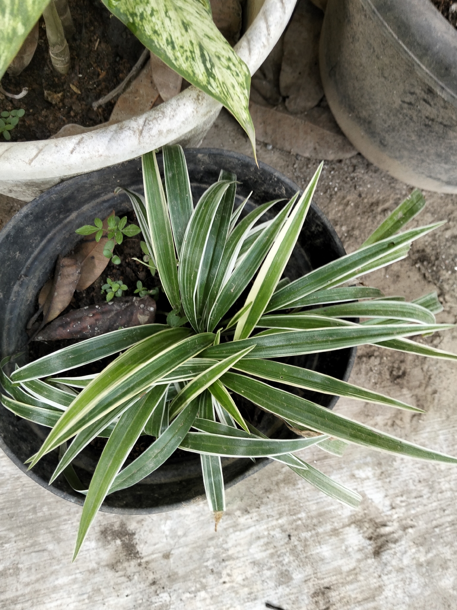 A close-up, high-angle shot focuses on a variegated spider plant with long, arching green leaves striped with white. The plant is in a black plastic pot, which is positioned on a concrete surface. Other pots, one white and one large dark gray, are visible in the background, along with dry leaves scattered on the ground. The scene is outdoors, with natural light illuminating the plant and its surroundings. There are no people or animals present. The environment suggests a garden or outdoor planting area. There are no specific landmarks or indicators to pinpoint the exact location within Payagaboh, Indonesia, beyond the presence of potted plants and concrete.