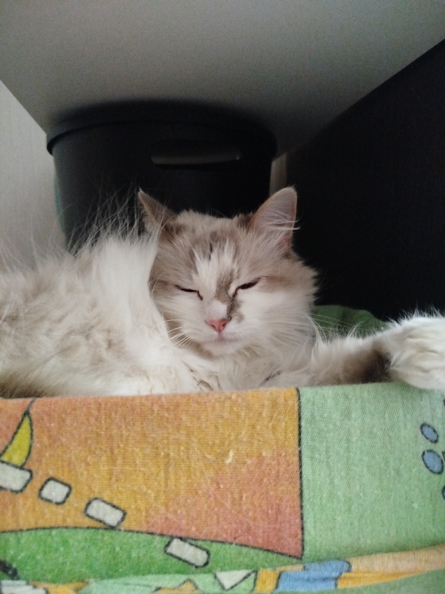 A fluffy, long-haired cat is depicted resting or sleeping indoors. The cat has light-colored fur, primarily white or cream, with patches of light brown or gray, notably on its ears and a distinct marking over its nose and muzzle. Its eyes are mostly closed, suggesting a state of relaxation or sleep. One front paw extends gently to the right side of the frame.
The cat is positioned on a colorful fabric surface, possibly a blanket or cushion cover, which features sections of orange and green. The orange part displays simple illustrations, including a yellow sailboat and white rectangular shapes, while the green section shows blue oval shapes.
Above the cat, a dark, indistinct object, appearing to be the underside of a shelf or a dark container, creates an enclosed space. The overall scene exudes a peaceful and comfortable atmosphere. There is no visible text in the image.