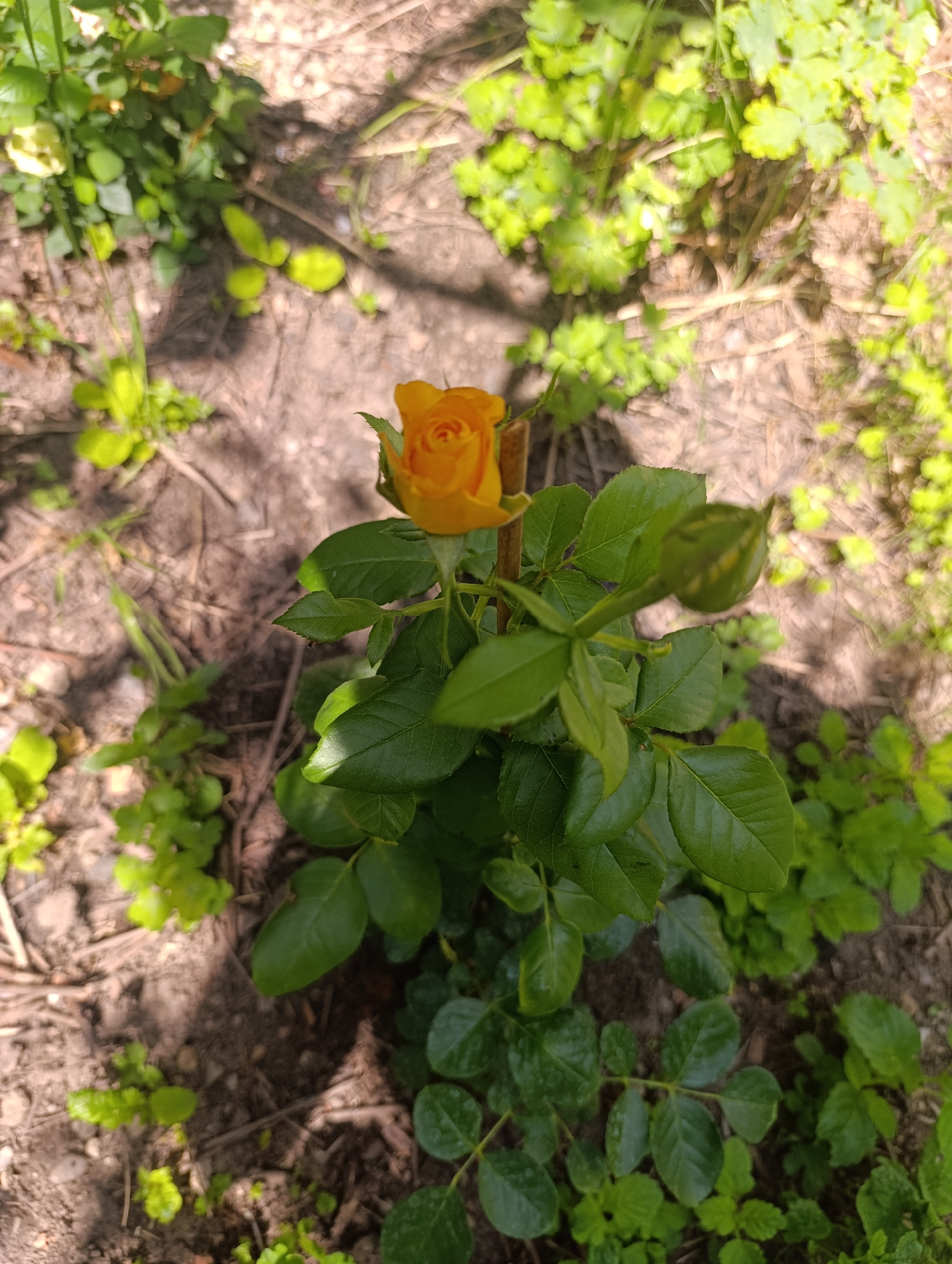 An outdoor, top-down perspective photograph, captured in Nikolichevtsi, Bulgaria, displays a small rose bush rooted in dark brown soil. A single vibrant yellow-orange rose, partially open, is visible in the upper center-left of the frame, surrounded by healthy green foliage. To the right of the fully visible rose, a green rose bud is present, showing subtle hints of yellow. The soil below and around the plant is loose, dry, and contains scattered organic debris such as small twigs and dry leaves. Various smaller green plants and weeds are interspersed throughout the dirt foreground and background, indicating an informal garden or natural environment. The scene is illuminated by natural sunlight, casting faint shadows on the ground and lower leaves. No individuals, animals, or human structures are present.