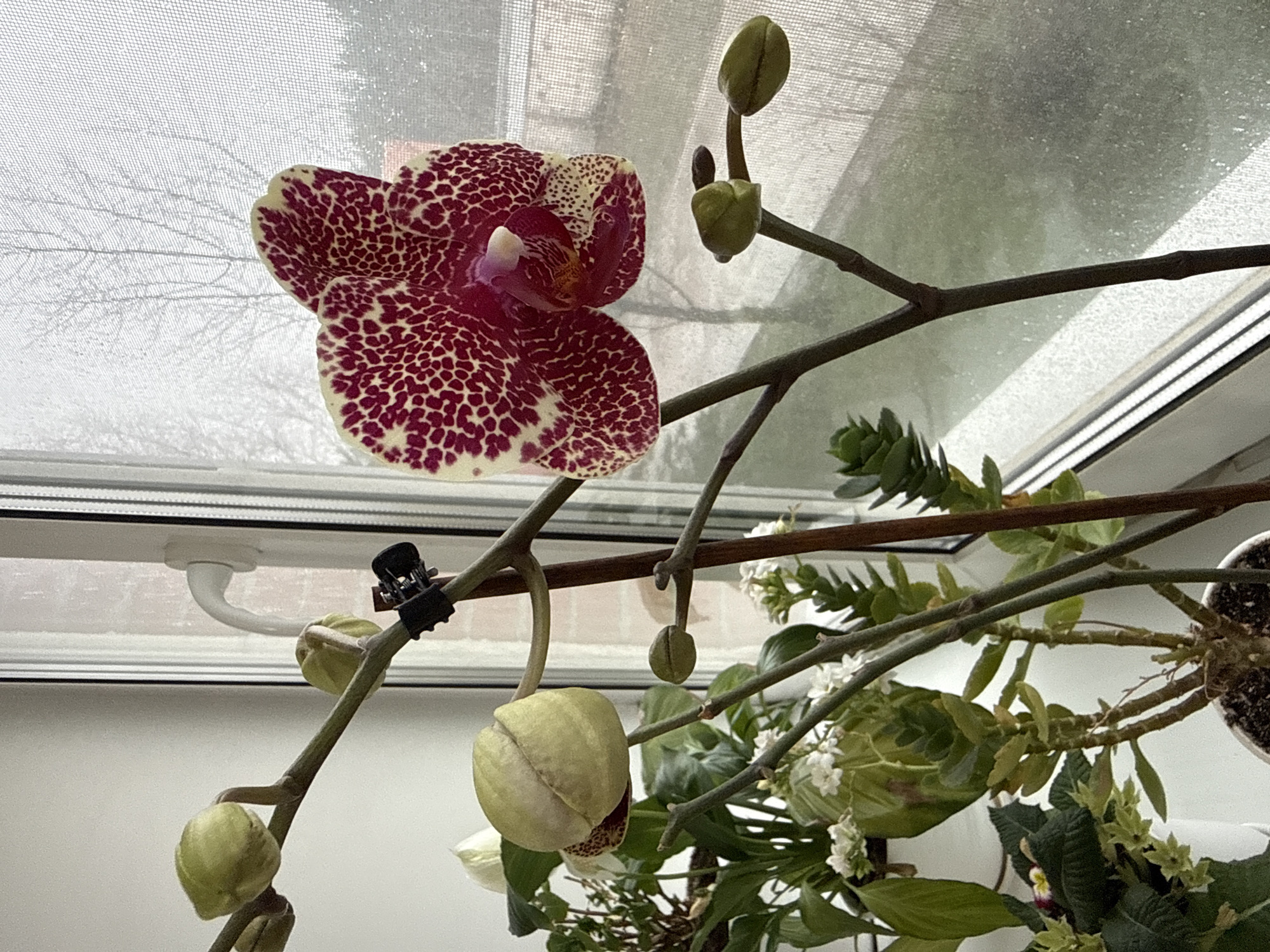 A close-up photograph captures an orchid in bloom near a window. The orchid's flower is predominantly burgundy with a cream speckled pattern. Several unopened flower buds of varying sizes are also visible on the plant's stem. A small, black clip is attached to the stem. Other greenery, including what appear to be branches with small white flowers, are also present in the composition. The backdrop is a window with a slightly obscured view of what appears to be an overcast day, as indicated by the diffuse light and indistinct background. The environment suggests an indoor setting. The location and city are Unknown.