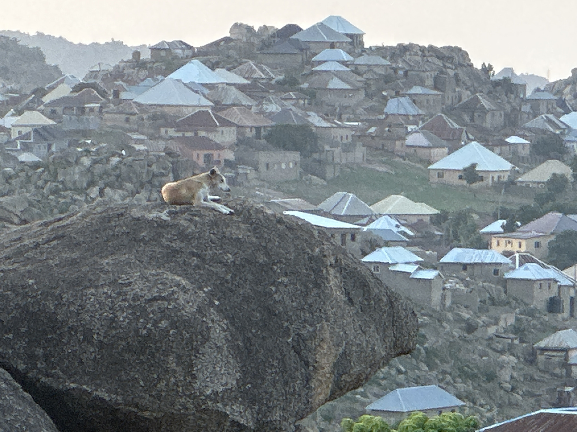 The image depicts a dog resting on a large rock in Jos, Nigeria. The dog, light brown with a white face, is lying down and facing left. The rock is in the foreground and is grey and heavily textured. Behind the rock, the hillside is covered in numerous houses with distinct pyramid-like roofs, some light blue and others a mix of brown and grey. The overall scene has a hazy, muted tone. The environment is rocky with vegetation interspersed among the houses. The setting appears to be a densely populated hillside village.