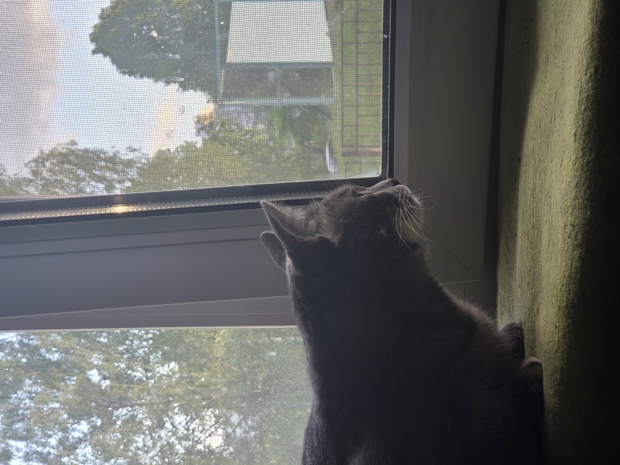 A gray cat is looking out a screened window. Outside, trees are visible. The cat is partially in shadow and is resting on a green textured surface. The location in the city is unknown.