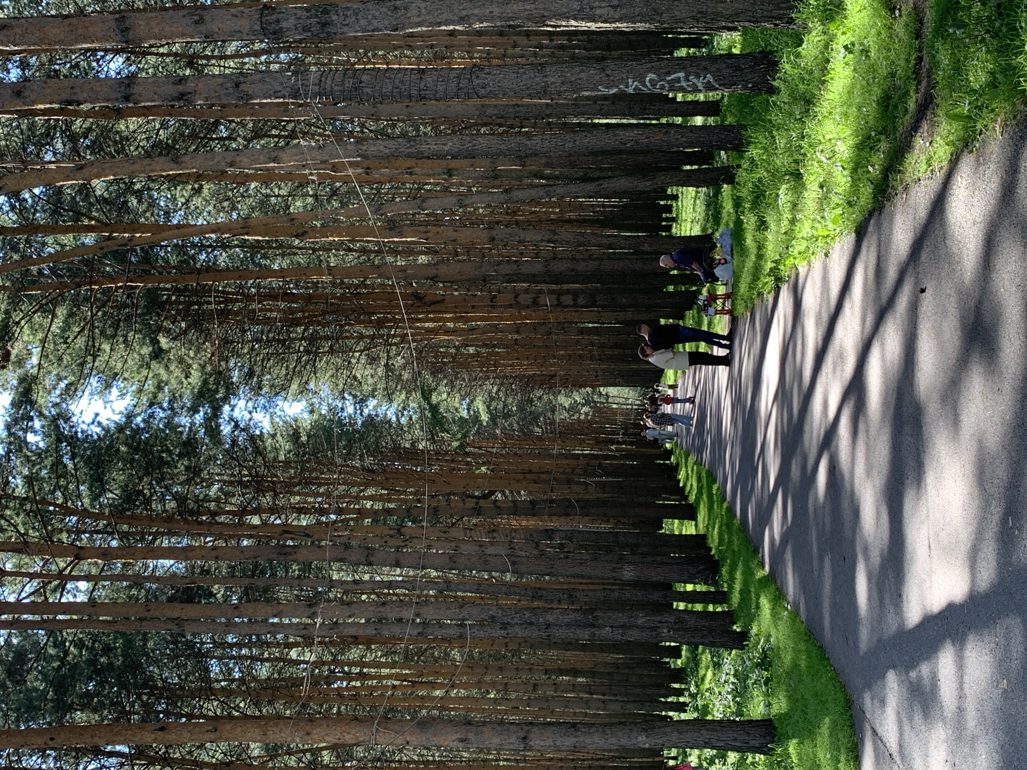 This image depicts a paved pathway winding through a dense forest of tall pine trees. The pathway is lined with lush green grass on both sides. Several people are visible on the pathway and in the grassy areas. In the foreground, the path casts long shadows from the trees. Further down the path, a group of people are walking and standing, some engaged in conversation. On the right side of the path, a man is seated on the grass. The trees are tall and slender, with rough bark, and form a canopy overhead. The overall scene suggests a recreational area within a park or forest setting. This location is the pine grove on Yakushina Street in Prokopyevsk, Russia.