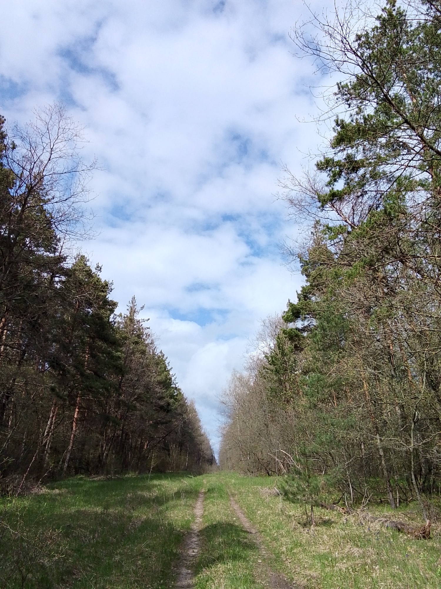 This vertical shot captures a peaceful, straight dirt path or track cutting through a forest in Елец-Маланино, Russia. The path, showing faint tracks, is covered in green grass and recedes into the distance, flanked on both sides by dense trees. On the left, tall coniferous trees with dark green needles stand alongside deciduous trees, some with bare branches and others showing early signs of spring foliage. The right side mirrors this composition, featuring a mix of evergreen pines and deciduous trees, many still largely bare. The ground on either side of the path is lush with green grass and various undergrowth. Above, a bright, partly cloudy sky dominates, with scattered white clouds set against patches of clear blue. The overall impression is one of a quiet, natural pathway inviting exploration. No people, animals, or visible text are present in the scene. The weather appears fair and bright, indicative of daytime.