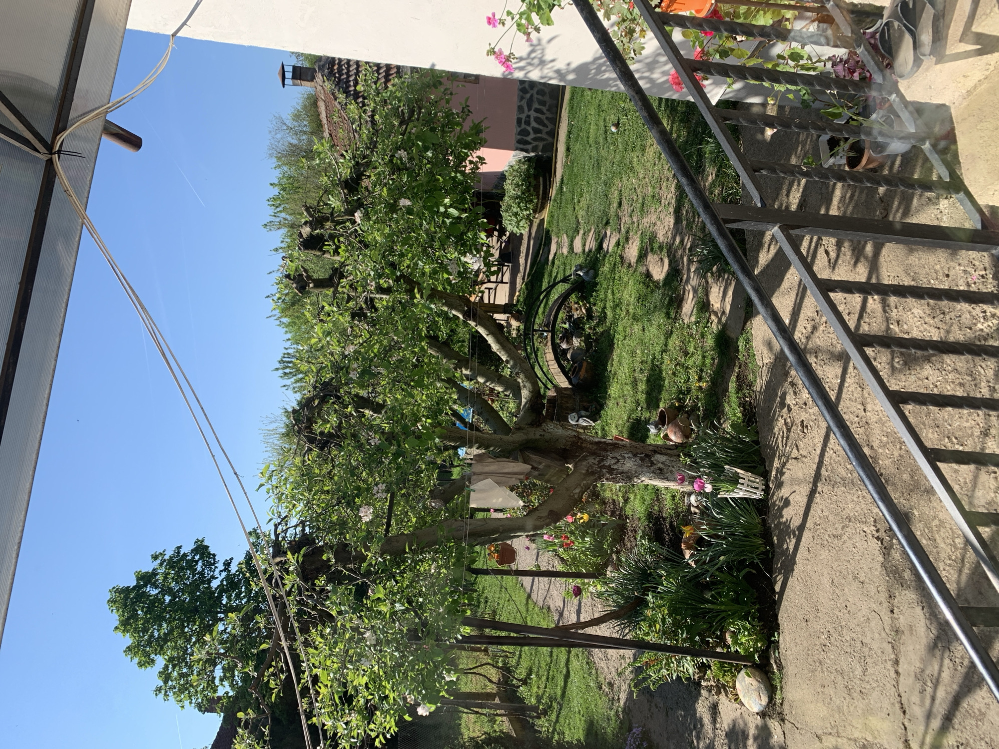 The image depicts a garden scene in Lehchevo, Bulgaria. A mature tree with flowering branches dominates the center of the frame, with laundry hanging among its branches. A wrought-iron wheel ornament sits on the grass behind the tree. A stone pathway leads away from the tree into the garden. Flowers and greenery line the path and base of the tree. To the right, a set of concrete stairs with metal railings leads up to a house or building. The exterior wall is visible, along with potted plants on the steps. In the background, a pink building with a stone facade and a tiled roof is visible. The sky is clear blue.