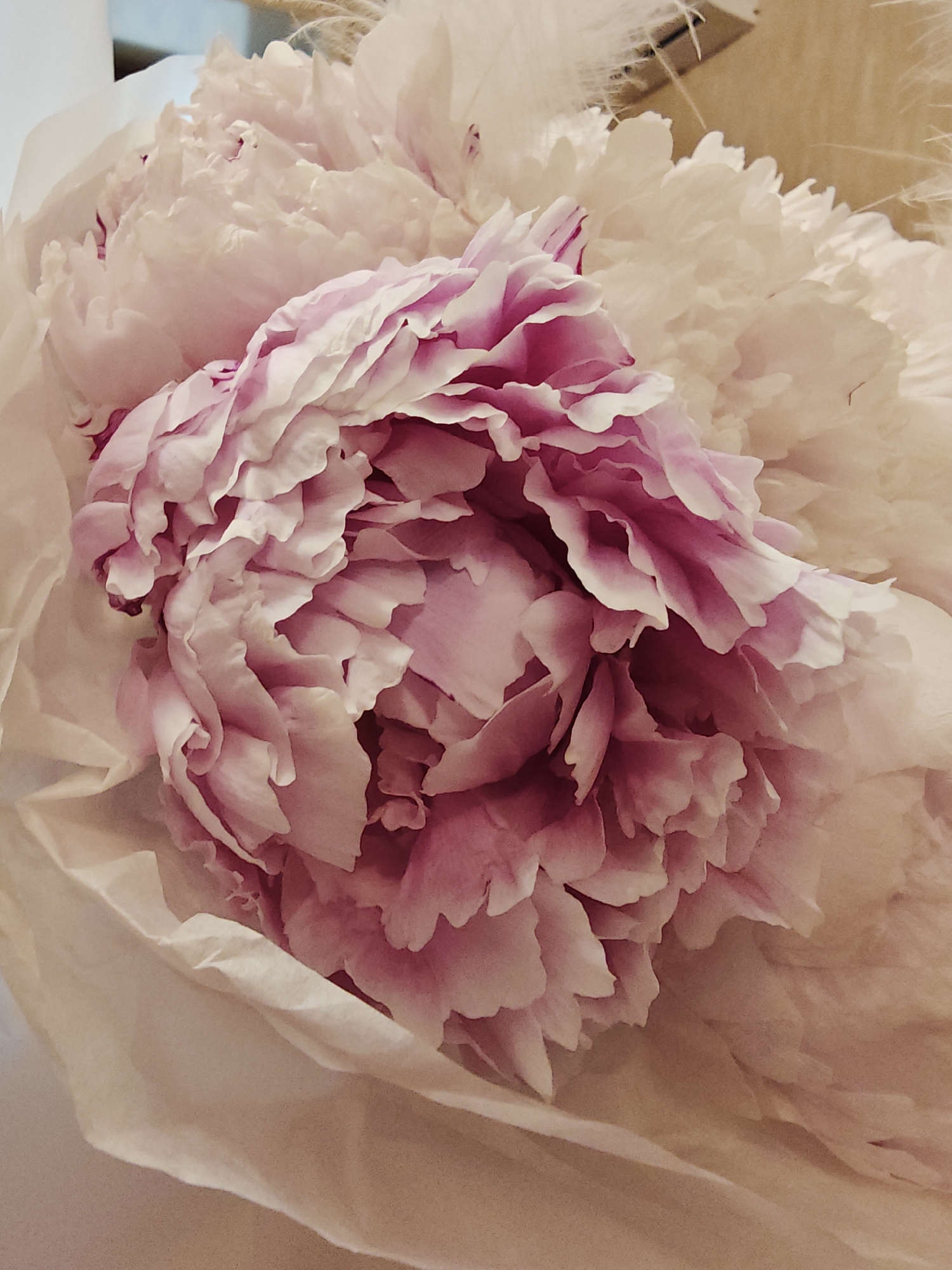 A close-up, overhead shot of a bouquet of pink and white peonies is presented. The flowers are intricately layered with delicate petals, some tinged with a deeper fuchsia. The bouquet is partially wrapped in light brown paper, which drapes around the blossoms. In the background, a hint of wispy, white decorative elements, possibly dried grasses or feathers, adds texture. The lighting is soft and diffused, casting subtle shadows that highlight the texture and depth of the petals. The overall impression is one of soft, romantic beauty.