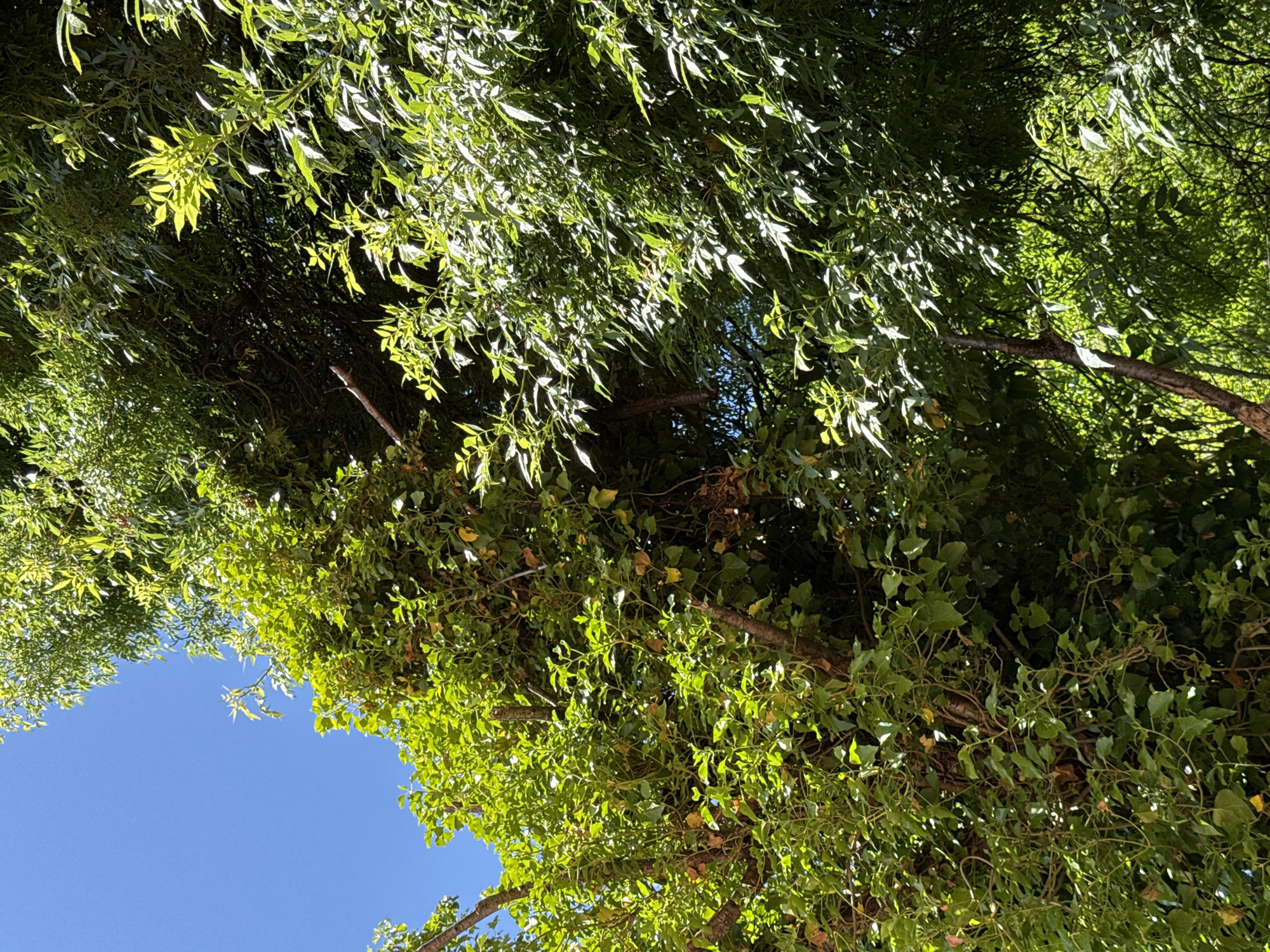 This is a low-angle, full shot of dense green foliage against a bright blue sky. On the left, ivy covers a thick trunk, with its broad, heart-shaped leaves a vibrant green, some showing hints of yellow. Interspersed with the ivy are thin, brown branches, and occasionally, a sliver of the bright blue sky is visible through the leaves.
To the right, a different type of tree with more delicate, elongated leaves dominates the frame. These leaves are a lighter, almost lime green, and many are illuminated by direct sunlight, creating a dappled effect. The branches of this tree are thinner and more spread out, allowing more light to penetrate the canopy. The overall impression is one of lush, overgrown vegetation. The image does not depict any people, animals, or man-made structures. The scene appears to be a natural setting, potentially a park or a wooded area, and no specific location within the city of Sochi, Russia can be determined from the visual information alone.