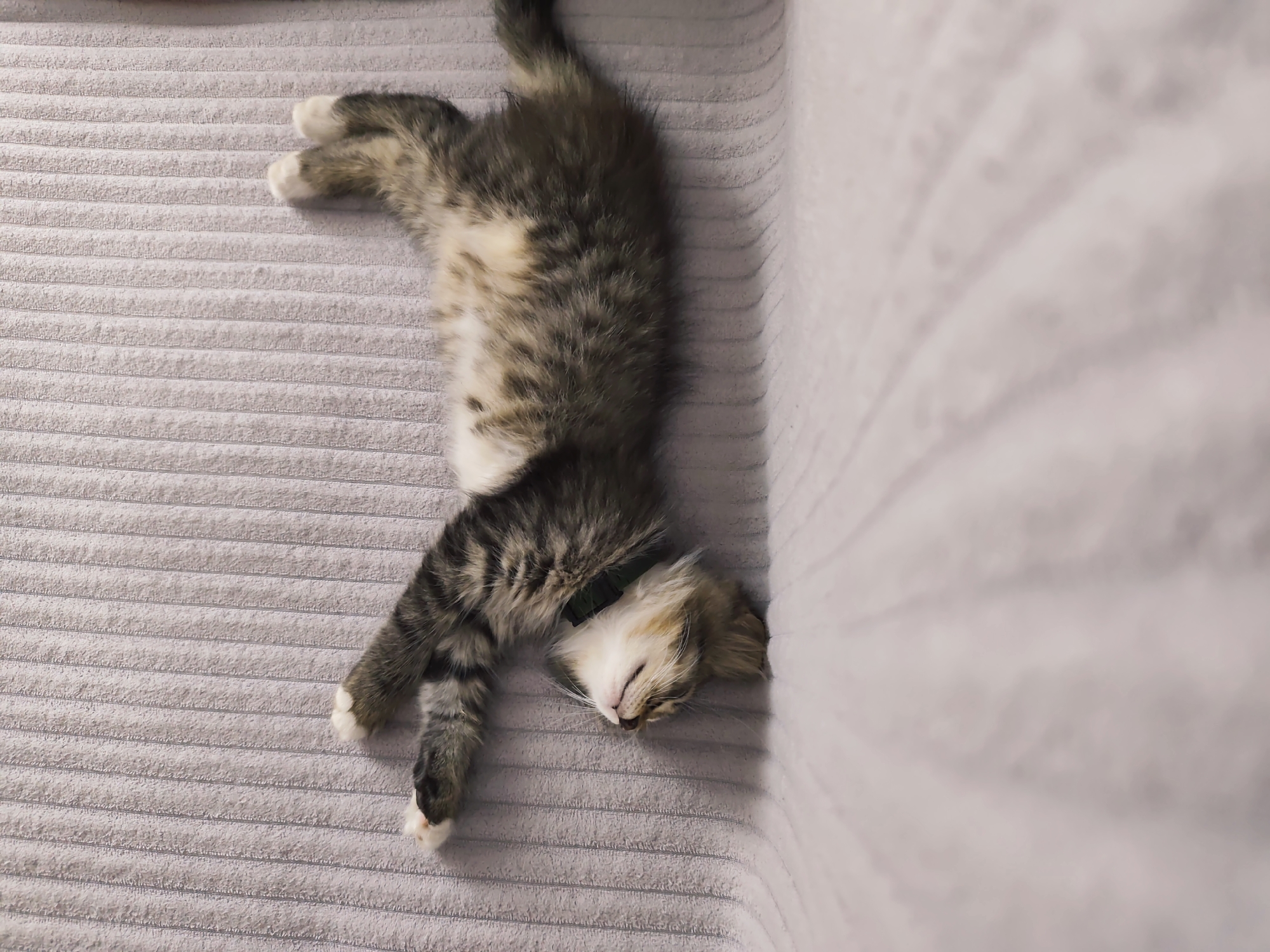 In a residential setting in Durlești, Moldova, a tabby kitten is depicted sleeping soundly on a textured gray surface, possibly a sofa or bed. The kitten is positioned on its back, with its paws splayed out. The kitten is wearing a dark green collar. The background is blurred, but appears to be a wall. The lighting suggests it is daytime, possibly indoors with ambient light.