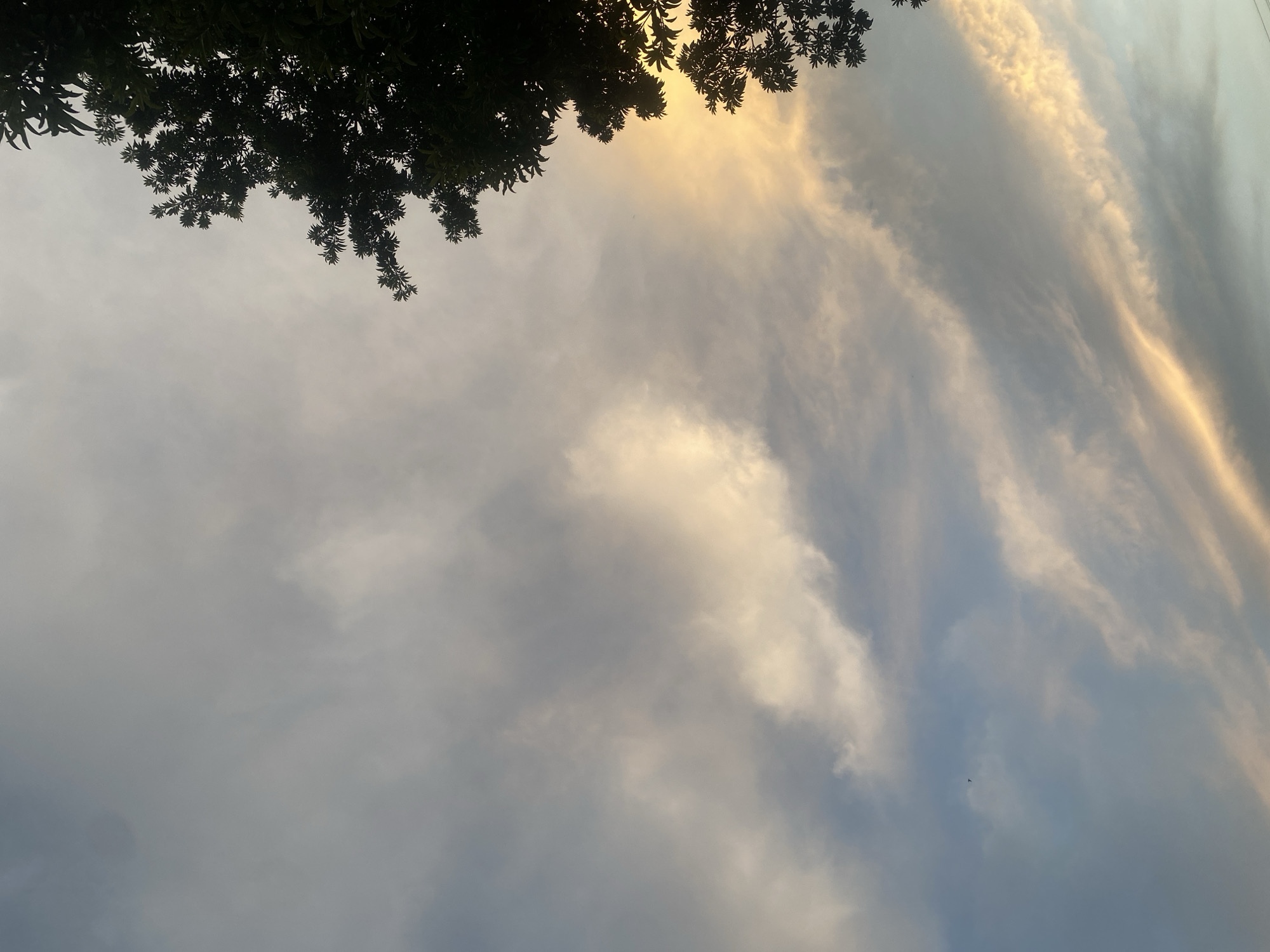 The image depicts a sky view, partially framed by tree foliage in the upper left corner. The sky is filled with a mix of clouds, some dense and grey, others thinner and streaky, with hints of blue sky visible in between. Some clouds are illuminated with a warm, golden light, suggesting either sunrise or sunset. A small bird appears as a tiny dark silhouette in the sky. The scene lacks any distinct urban features or landmarks that would confirm its location within Tinaquillo, Venezuela. There is no identifiable human presence or specific action taking place.