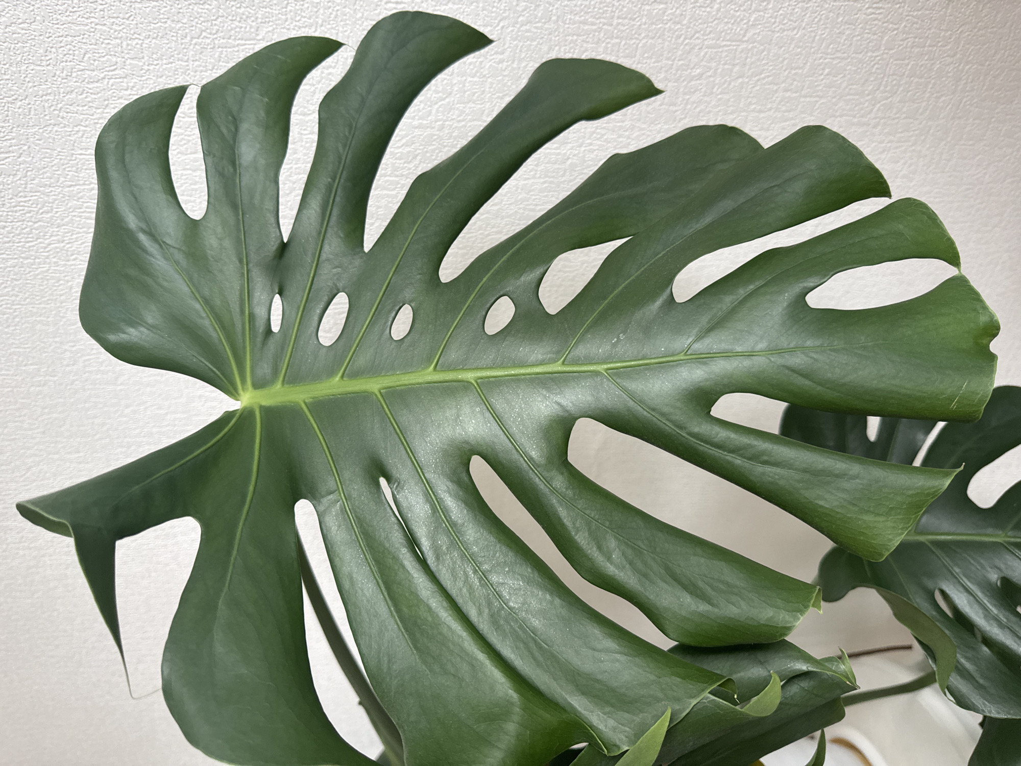 A close-up, eye-level shot shows a large, dark green monstera leaf with characteristic splits and holes, positioned vertically against a textured, off-white wall. The leaf's glossy surface reflects light, highlighting its veins. The bottom left of the image shows a portion of another monstera leaf and part of a white pot. The scene is indoors, with no view of the outdoors or the city of Анкудиновка, Russia.