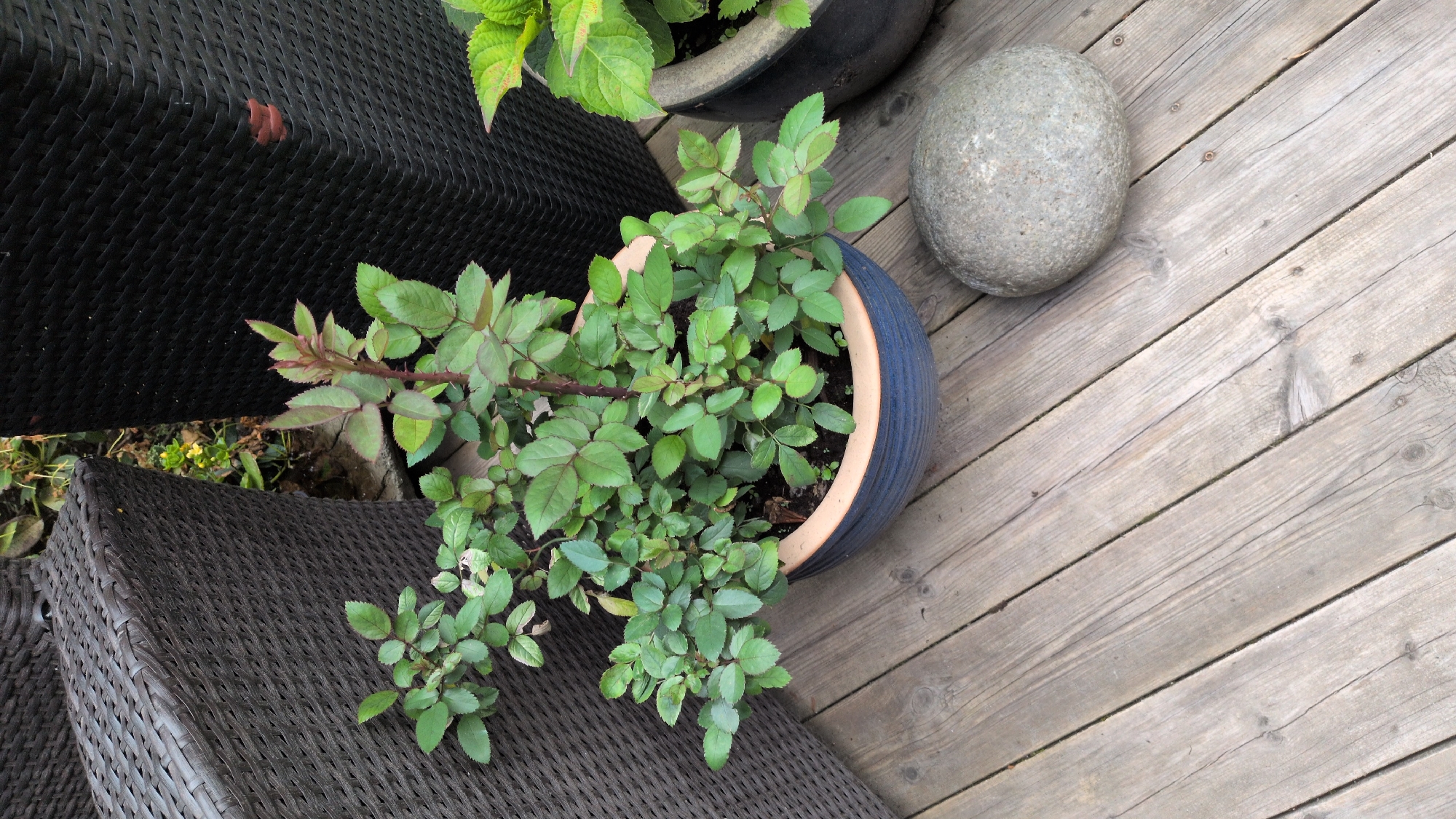 An overhead, slightly angled medium shot captures a rose bush in a blue ceramic pot situated on a weathered wooden deck. The rose bush is the central subject, displaying numerous green leaves and reddish stems. To the left of the pot, a dark brown woven chair back is partially visible, and to the right, a tall black planter stands. A round, grey stone rests on the wooden planks to the right of the rose pot. The background shows hints of other greenery and foliage. The image appears to be taken outdoors during daylight. The setting is likely a residential deck or patio. No people are present in the image.