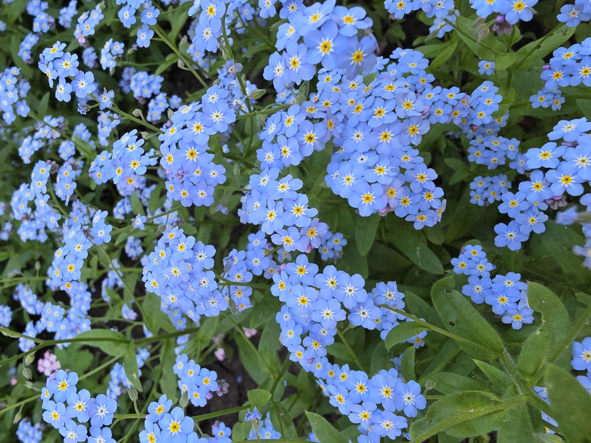 The image shows a dense cluster of light blue forget-me-not flowers with yellow centers. The flowers are growing in a garden in Chaikovsky, Russia. Green foliage is visible among the flowers.