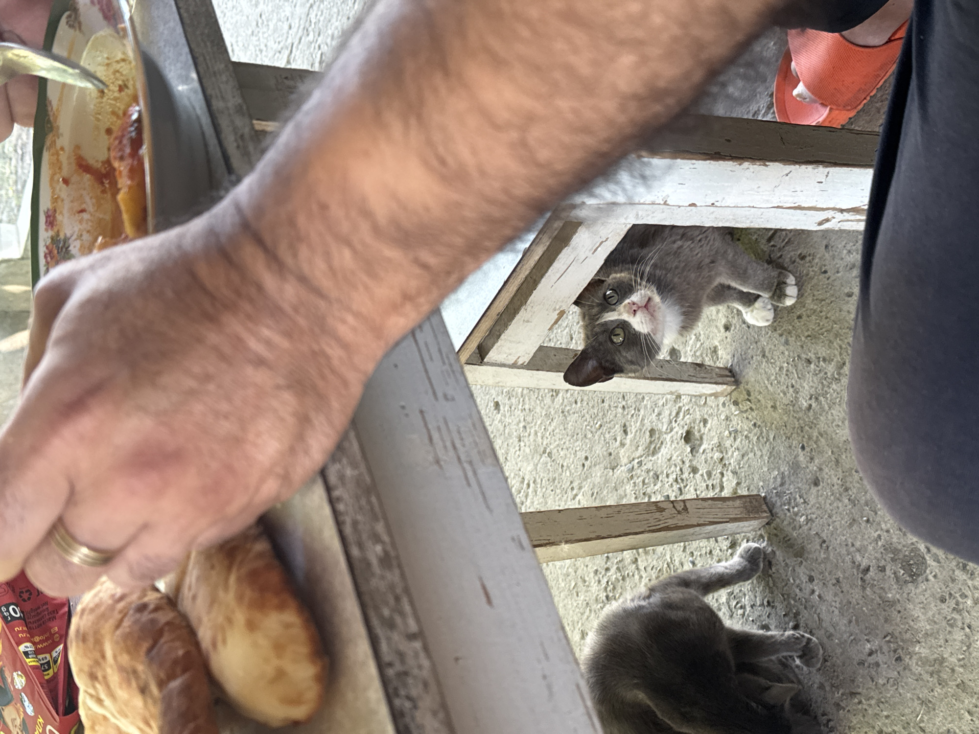 In Таганрогский, Russia, a close-up, eye-level shot captures a scene beneath a weathered, light-colored table. Two cats are visible: one, a dark gray cat, is partially visible on the left, its back and hind legs hunched as it appears to be eating from the ground. The other cat, a smaller gray and white tabby with large green eyes, is looking up with a hopeful expression, peeking from behind a wooden table leg. The ground is a textured concrete surface. In the foreground, the bottom half of a person's dark clothing is visible. On the table, a hand with a gold ring is reaching towards a plate containing food and a fork. There are also several pieces of flatbread on the table. The overall impression is one of a casual outdoor meal where stray cats are present.