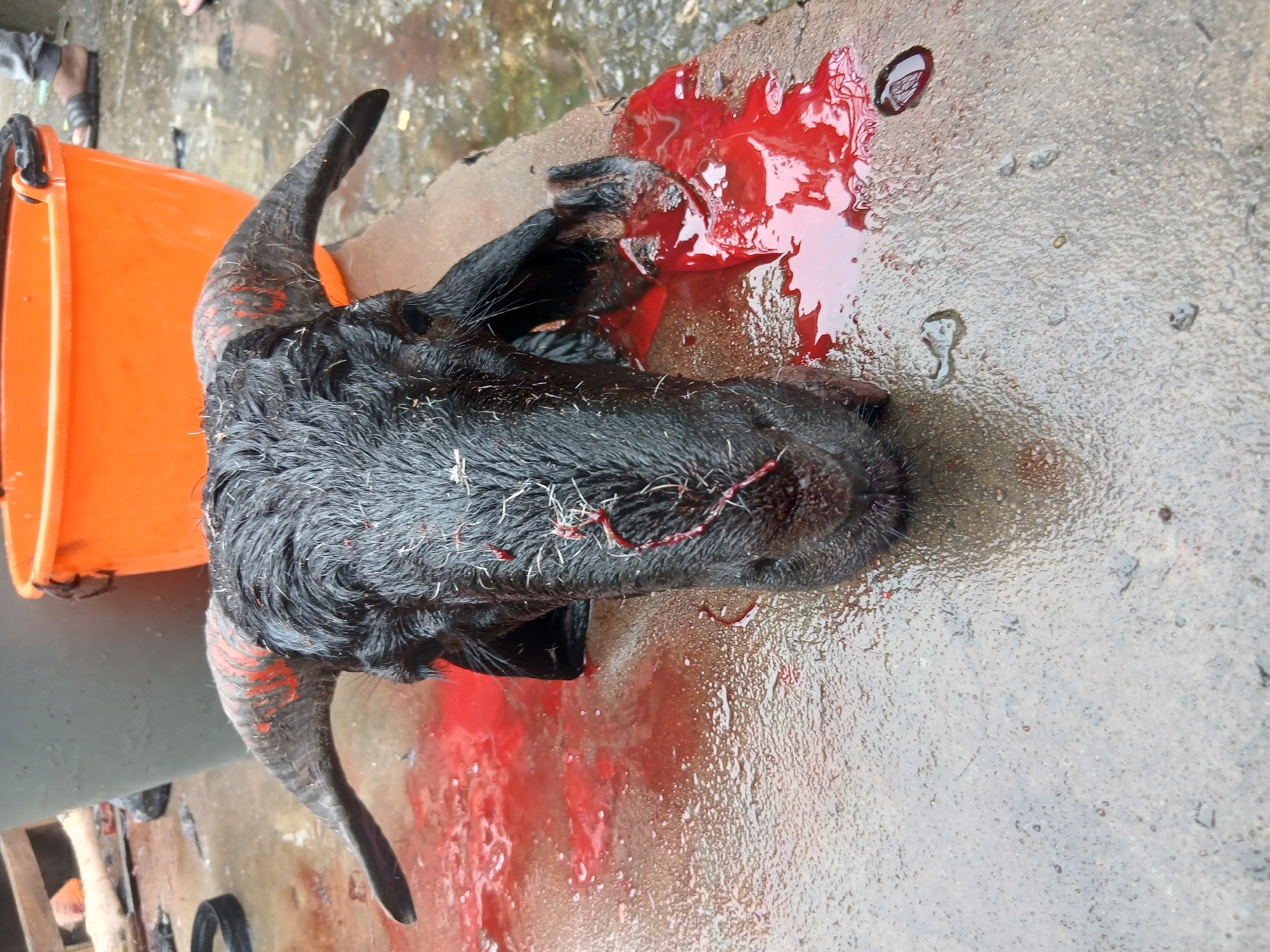 The image depicts the severed head of a black goat lying on a concrete surface. The head is surrounded by a pool of blood. An orange bucket is partially visible in the upper left of the image. The location is speculated to be Lagos, Nigeria. The image does not contain people, but the presence of sandals and lower legs suggests human involvement.