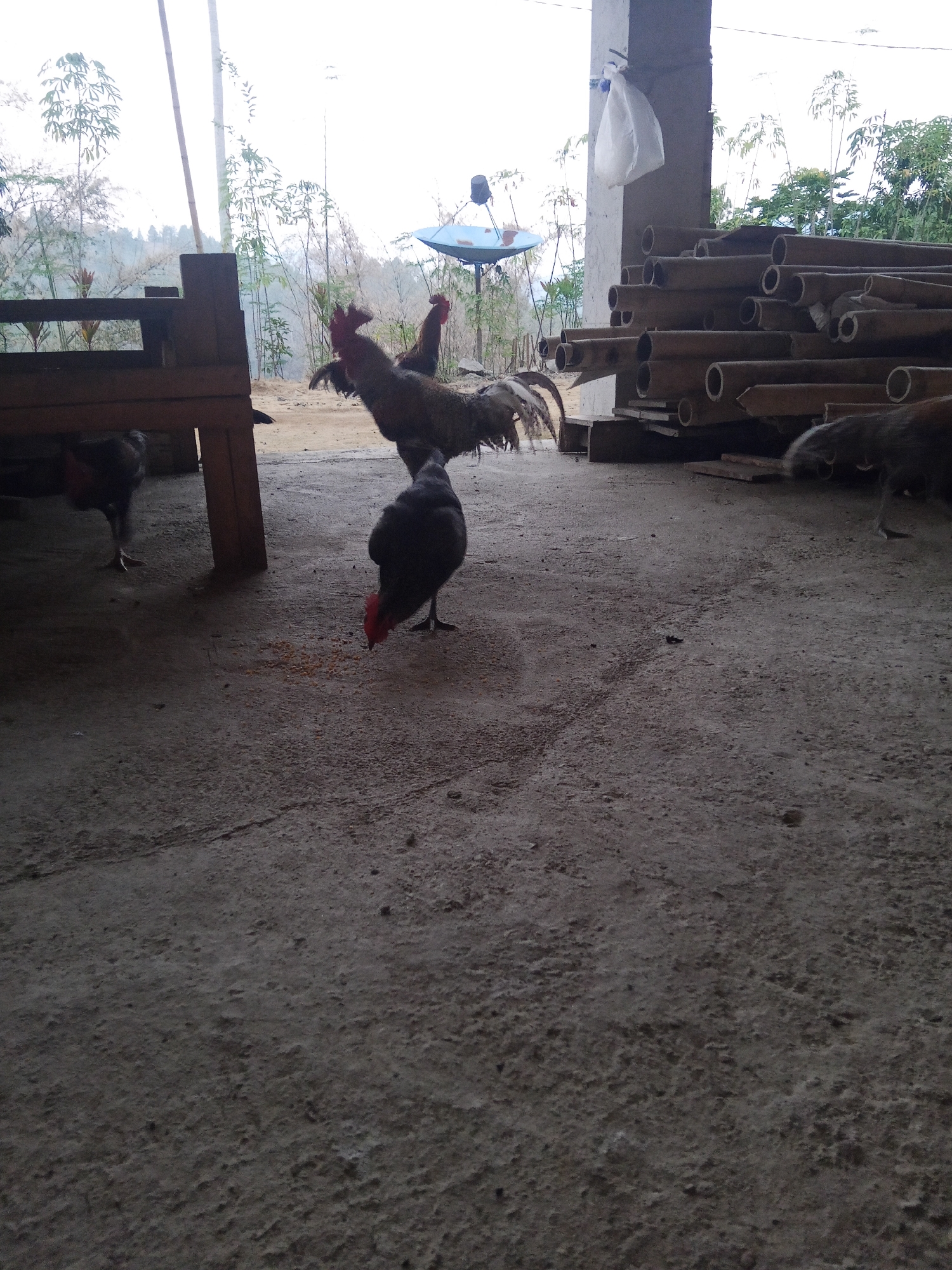 A flock of chickens are in an outdoor area, possibly a farm or rural yard. In the foreground, a dark-colored chicken with a red comb pecks at scattered grain on the concrete ground. To the left and slightly behind it, another dark chicken stands under a wooden structure. A rooster with reddish-brown feathers stands in the mid-ground, facing left, with its comb and wattles prominent. Behind the rooster, another chicken, mostly obscured, is partially visible. In the background, a stack of large, cylindrical bamboo poles is piled near a concrete pillar with a white plastic bag hanging from it. A satellite dish is visible further back, against a backdrop of tall, thin trees and foliage under a bright, overcast sky. The ground appears to be a mixture of concrete and dirt. The location is identified as Batu Papan, Indonesia.