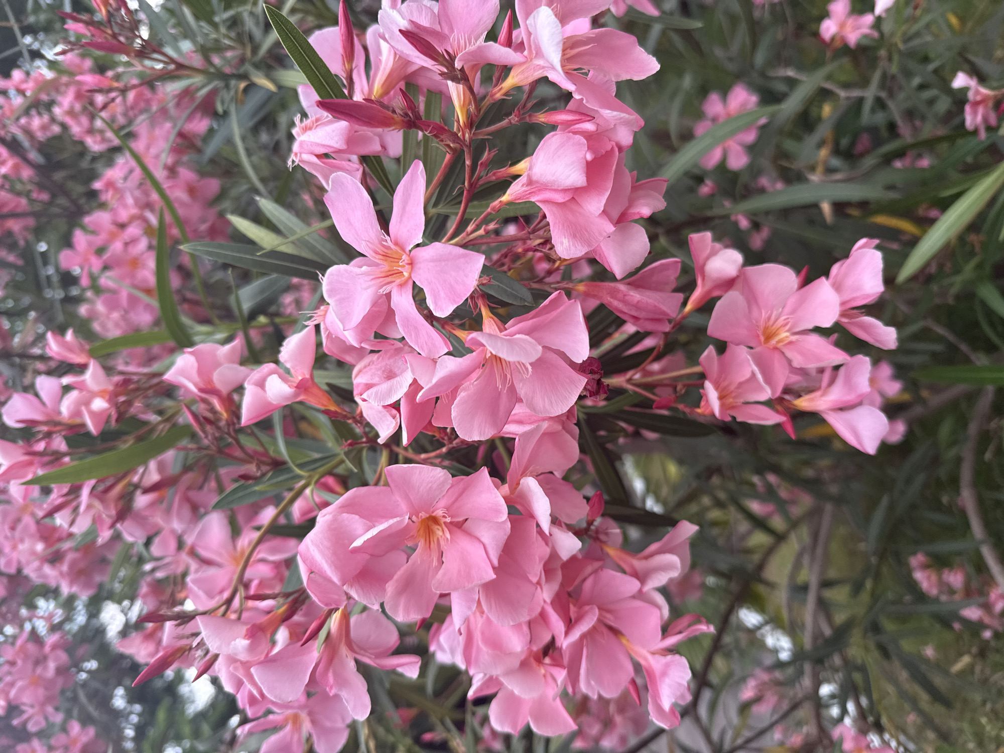 A close-up, eye-level shot captures a cluster of vibrant pink oleander flowers in full bloom. The delicate petals are slightly translucent, revealing hints of a deeper pink at their centers. Numerous buds, some a rich fuchsia, are interspersed among the open blossoms, adding a dynamic contrast. The flowers are arranged on thin, woody stems, some of which droop slightly under the weight of the blooms. Lush, dark green, lance-shaped leaves form a dense backdrop, providing a striking contrast to the bright pink of the flowers. The overall lighting suggests an overcast day, as there are no harsh shadows, and the ambient light gently illuminates the scene. The image appears to be taken in an outdoor setting, likely a garden or park, with other foliage visible in the slightly blurred background, hinting at a verdant environment. The setting is not definitively identifiable as Sochi, Russia, but the presence of oleander suggests a warm climate.