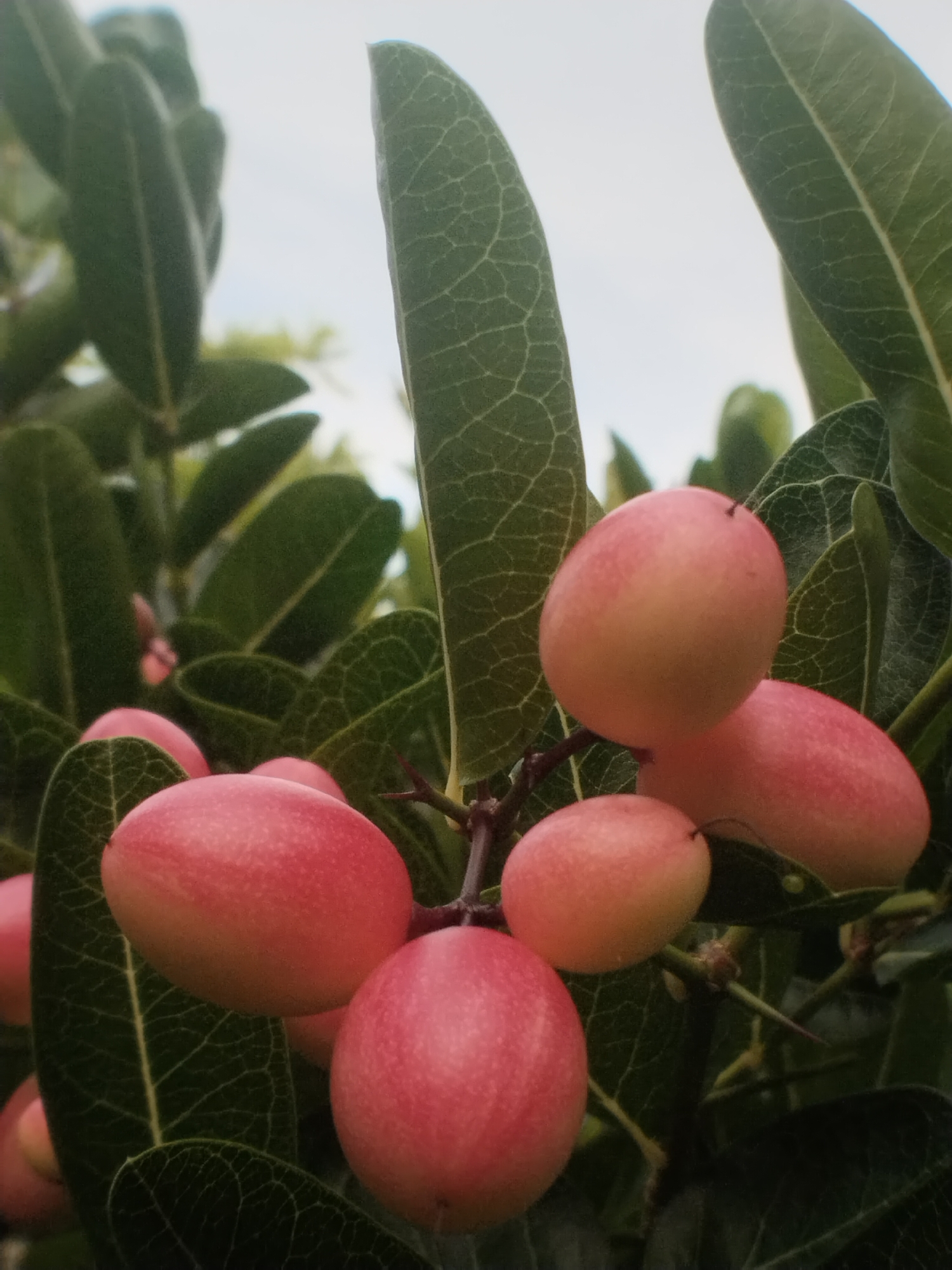 The image shows a cluster of pinkish-red fruits, possibly berries, hanging from a branch among green leaves. The leaves are elongated and have visible vein patterns. The background is a slightly overcast sky. The location is Meuriya, Indonesia.