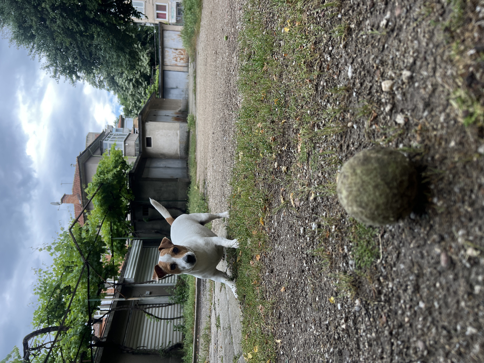 A medium shot depicts a Jack Russell Terrier dog standing near a tennis ball on a partially graveled, partially grassy surface. The dog is mostly white with tan markings on its head, perked ears, and a short, upright tail. It looks towards the viewer. The tennis ball is greenish-yellow and appears used. The background reveals a street or alleyway with buildings, including garages and houses. The setting suggests an urban area, possibly on the outskirts of Plovdiv, Bulgaria. Overhead foliage and cloudy skies indicate it is daytime. The angle of the photo is slightly tilted. No people are visible.