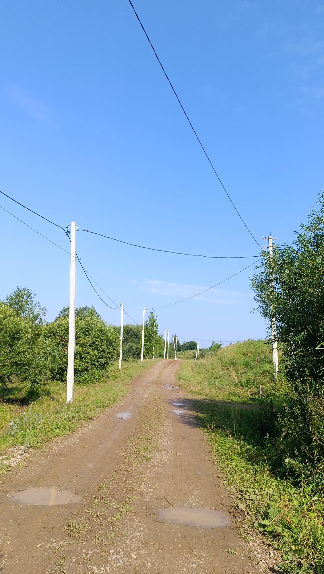 An eye-level, vertical, full shot captures a dirt road winding through a rural landscape under a clear blue sky. The road is lined with lush green trees and grass on either side. Several telephone poles with wires stretch across the frame, creating a diagonal line from the top left to the bottom right. The road surface is uneven, with visible tire tracks and several puddles of water scattered along its length. In the background, the road disappears into the distance, flanked by more trees and vegetation. The scene appears to be a quiet, undeveloped area on the outskirts of Karsha, Russia.