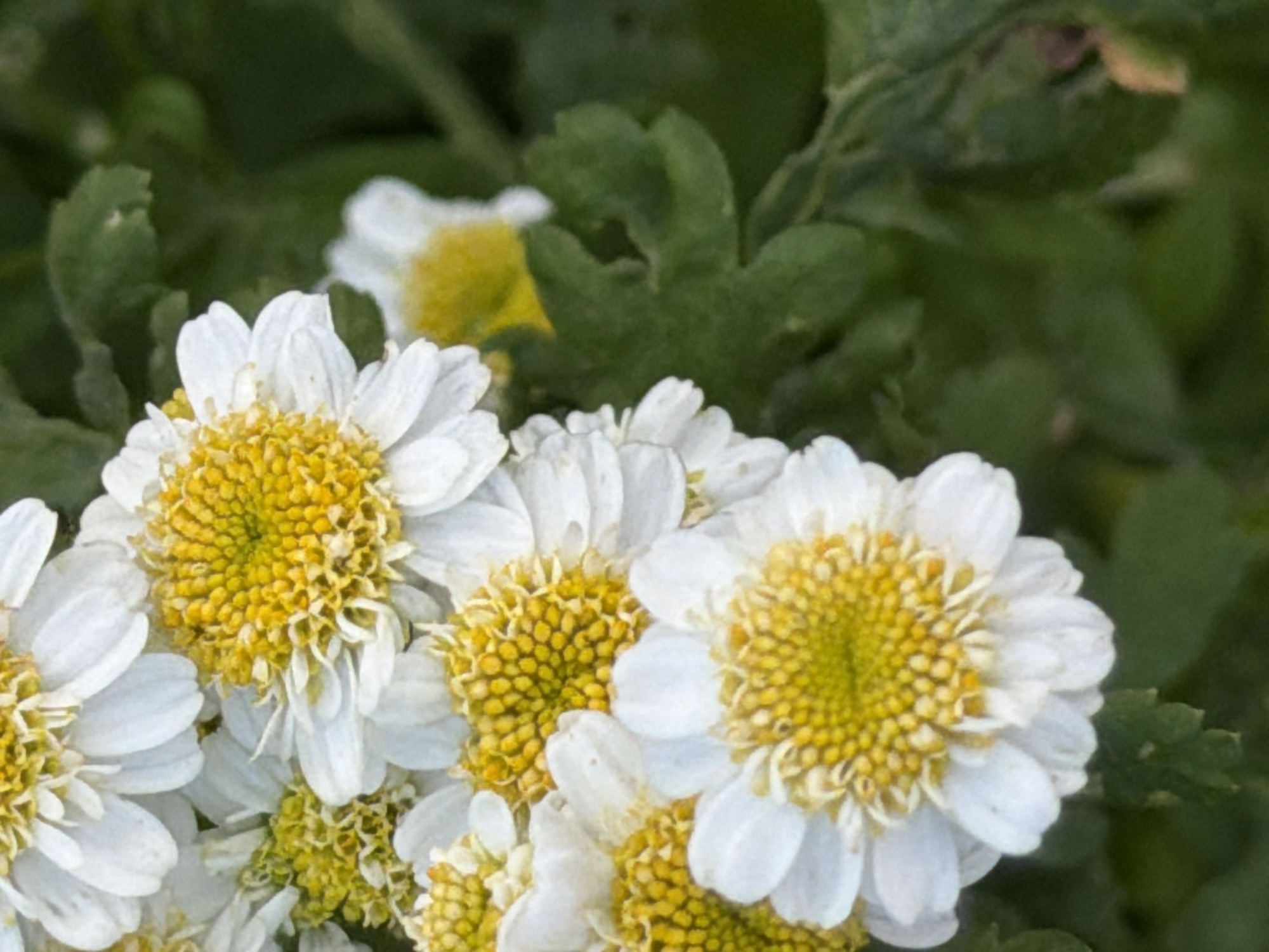 A close-up, vertical shot features a cluster of white and yellow daisies against a blurred green background. The flowers are the primary focus, with their delicate white petals and bright yellow centers prominently displayed. The greenery suggests an outdoor setting, possibly a garden or park. The location in Фоки, Russia, is a general geographical identifier. No people or specific actions are depicted, creating a still-life composition of the flora.