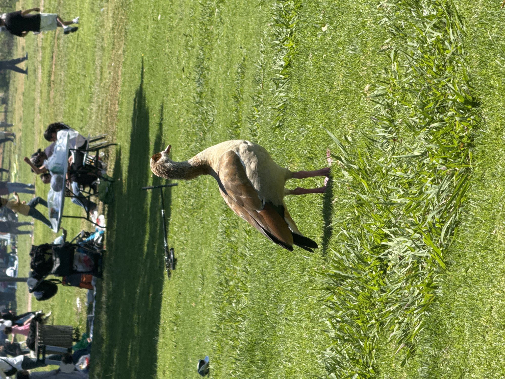 This image captures a vibrant outdoor scene in a park in Ramat Gan, Israel, under bright daylight.
**Subjects:** The central subject is a large bird, likely an Egyptian Goose, walking across a lush green lawn in the foreground. It has a light brown and grey body, darker wings, and reddish-pink legs, with its head slightly raised. In the midground and background, several people are visible. One person in dark attire walks away on the far left. A larger group is gathered around picnic tables and chairs, with individuals sitting, standing, and interacting. Various bags, a cooler, and other personal belongings are scattered near the gathering area.
**Objects:** Picnic tables, chairs, and benches are present. Several bags and what appear to be two fishing rods are lying on the grass.
**Activity or Event:** The scene depicts a casual outdoor gathering or picnic in a park. People are relaxing, socializing, and enjoying the natural environment. The bird appears to be comfortable in the presence of people, suggesting a common park occurrence.
**Notable Details:** The bright sunlight and sharp shadows indicate it is daytime, likely midday or early afternoon. The weather is clear and sunny. The abundant green grass signifies a well-maintained park setting. The overall mood is relaxed and leisurely. No visible text is discernible in the image.