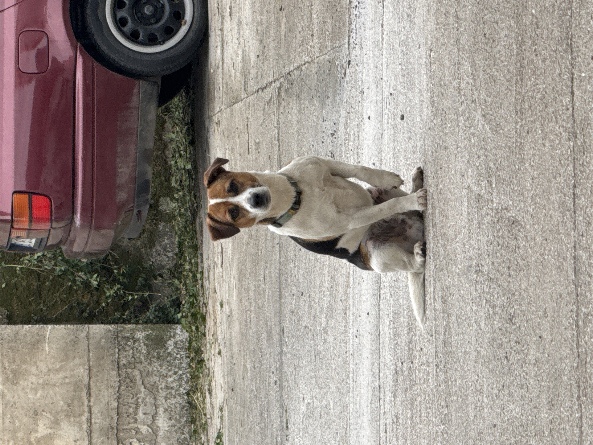 A medium-sized dog with a white body, brown head, and black patches is sitting on a concrete surface next to a maroon car. The scene appears to be outdoors, possibly a street or driveway. Concrete wall covered with vegetation is to the left of the vehicle.
The location in the city of Budva, Montenegro cannot be determined from this image.