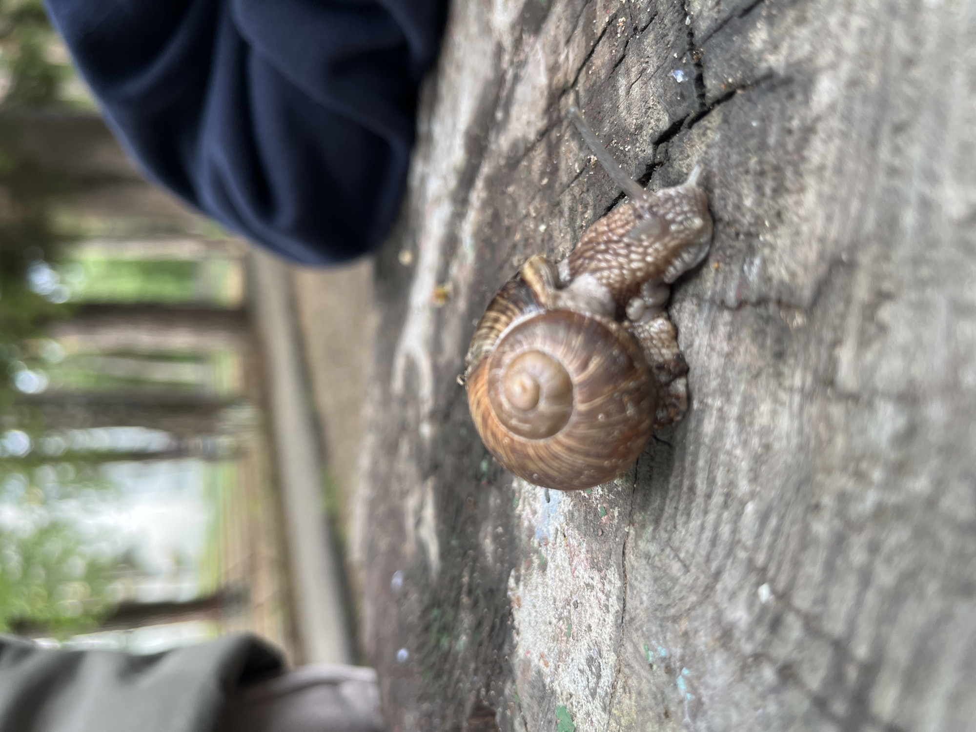 A snail is crawling on a weathered wooden surface, possibly a tree stump or a plank. The snail has a spiraled brown shell. A person is likely present in the frame, as a navy blue sleeve is visible. The environment appears to be outdoors, suggested by the blurred background with green foliage. The image does not provide information sufficient to locate the city of Chaikovsky, Russia.