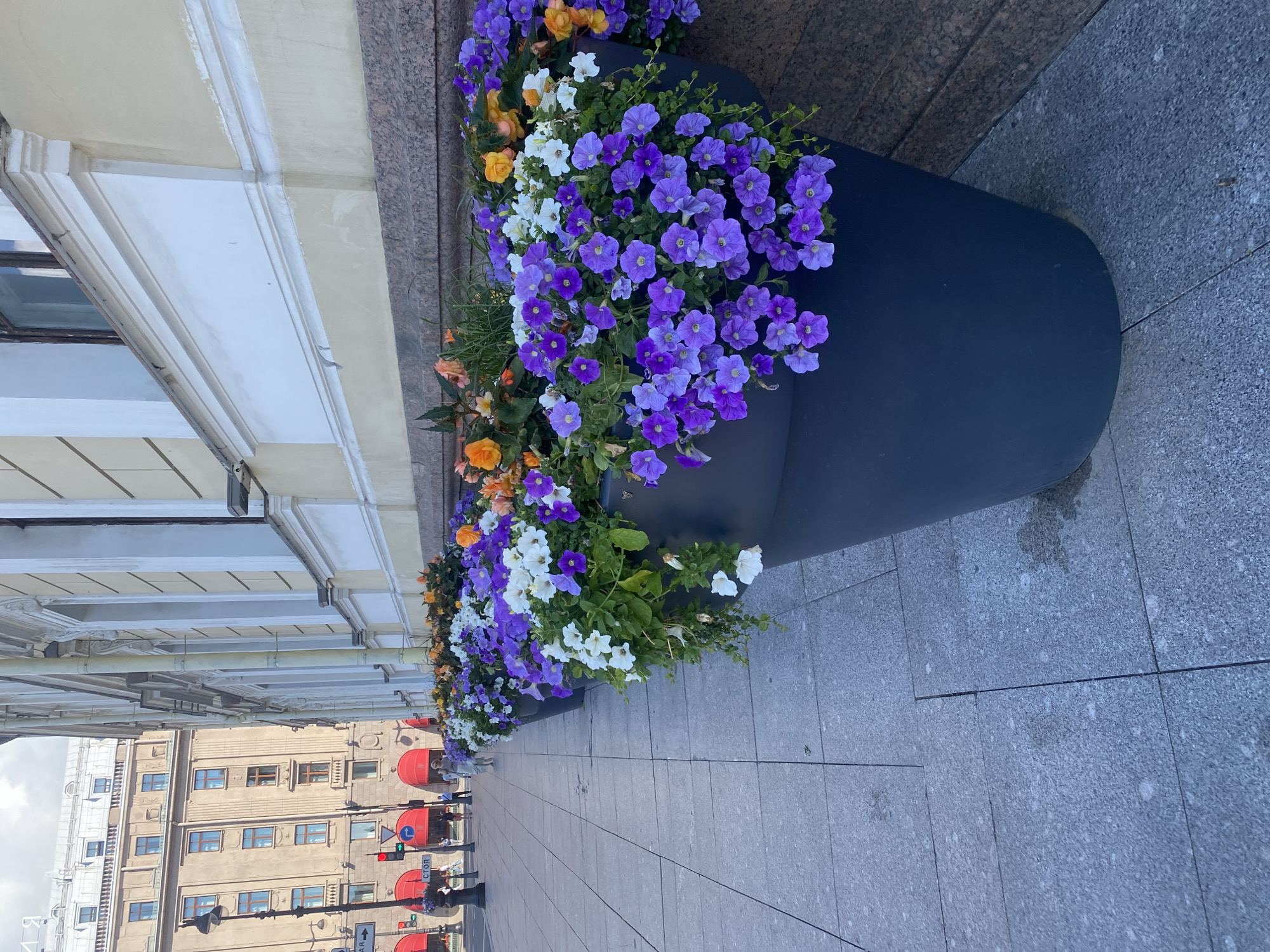 The image shows a sidewalk with large planters filled with purple, white, and orange petunias. The planters are arranged in a line along the base of a building with a cream-colored facade and classical architectural details. In the background, across the street, is a multi-story building with numerous windows, a streetlamp, and red awnings over storefronts. A traffic light is visible, showing red. A few people are walking on the sidewalk in the distance. The scene appears to be on Nevsky Prospekt in Saint Petersburg, Russia, a major avenue known for its elegant architecture and busy atmosphere. The lighting suggests it is daytime, with the sun casting soft shadows.