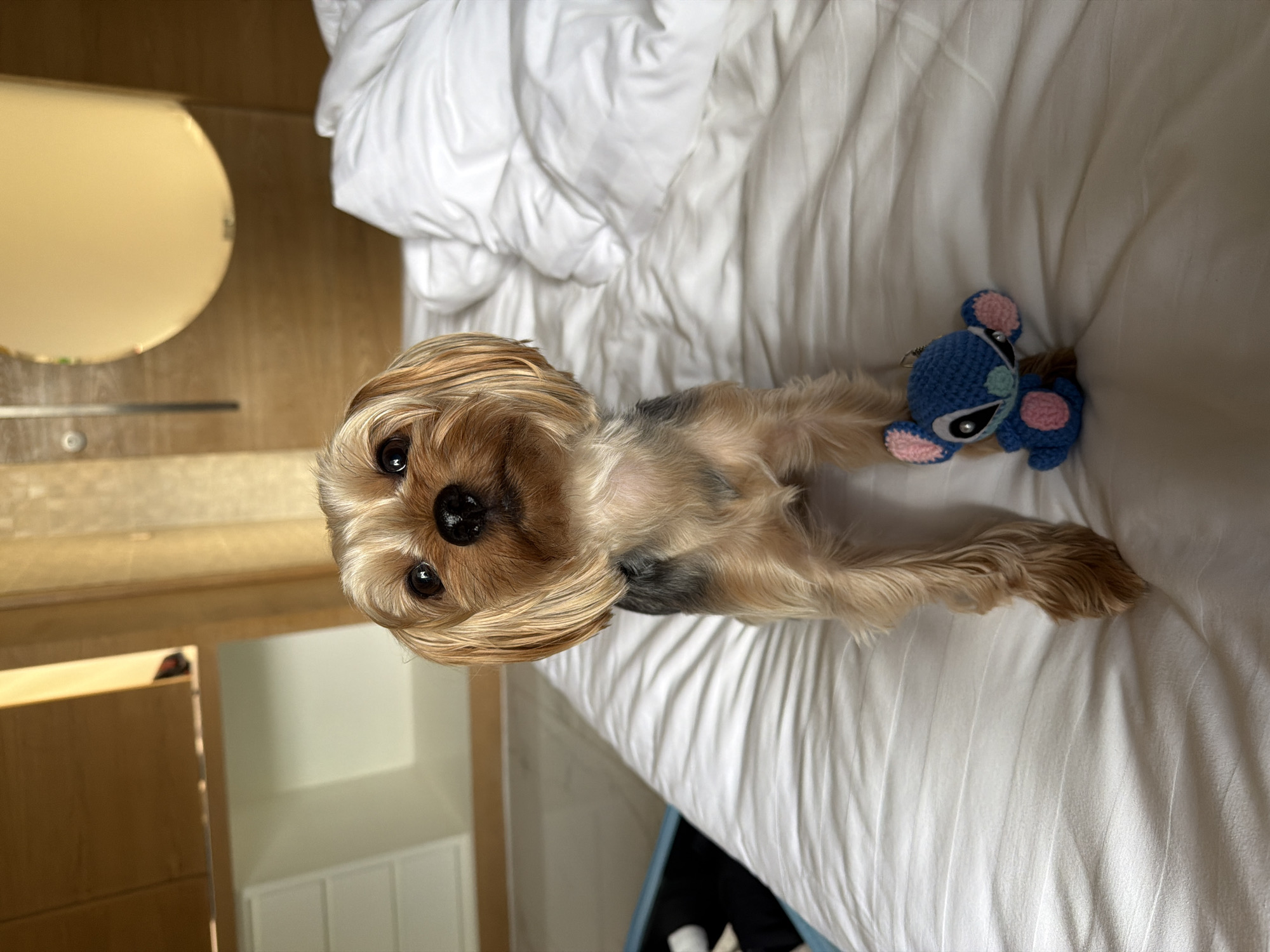 A Yorkshire Terrier, with tan and gray fur, sits on a white duvet. The dog is positioned in the center of the frame, facing forward, with a small blue crocheted doll attached to its leash. The doll resembles the character Stitch from Disney's Lilo & Stitch, featuring blue, pink, and light blue accents. The background consists of a wooden headboard, a circular mirror, and white pillows, suggesting the setting is a hotel room or bedroom. The lighting is soft and ambient. The location is identified as Thep Krasatti, Thailand.