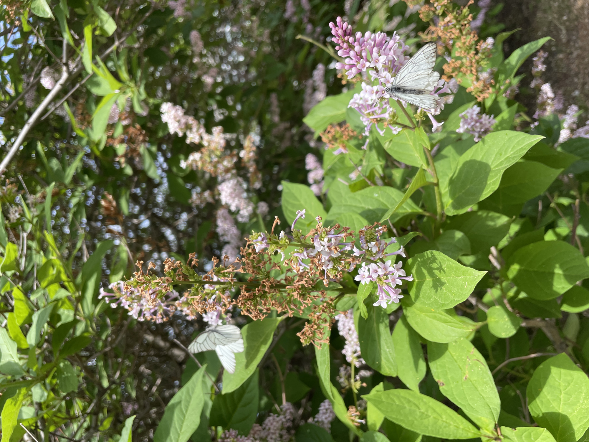 Two white butterflies are visible on a flowering lilac bush. One butterfly is in the upper left quadrant, its wings spread, perched on a leaf. The second butterfly is in the lower right quadrant, also with wings spread, resting on a cluster of light pink lilac flowers. The bush has green leaves and clusters of both blooming pinkish-purple flowers and dried brown flower buds. The background is blurred, suggesting a shallow depth of field, and shows more of the lilac bush and some tree branches. The lighting indicates it is daytime, likely sunny, with shadows cast on the leaves. This scene is located within the city of Zheleznogorsk, Russia, specifically in an outdoor, natural setting amidst the vegetation. No people are present in the image.