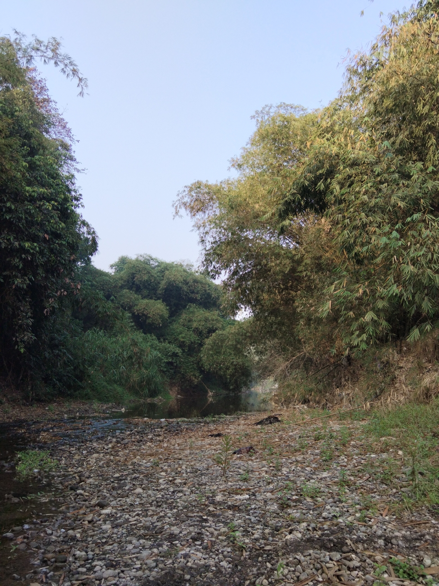 The image depicts a natural scene with a dry riverbed covered in stones and fallen leaves, leading towards a narrow, calm body of water. Dense vegetation, primarily bamboo and other leafy trees, lines both banks of the river, creating a tunnel-like effect. The sky is clear and pale blue. The scene appears to be in a rural or natural setting, possibly within the outskirts of Kantor Kuwu Babakan, Indonesia, given the presence of lush tropical vegetation. There are no people or animals visible in the image. The overall atmosphere is tranquil and untouched.