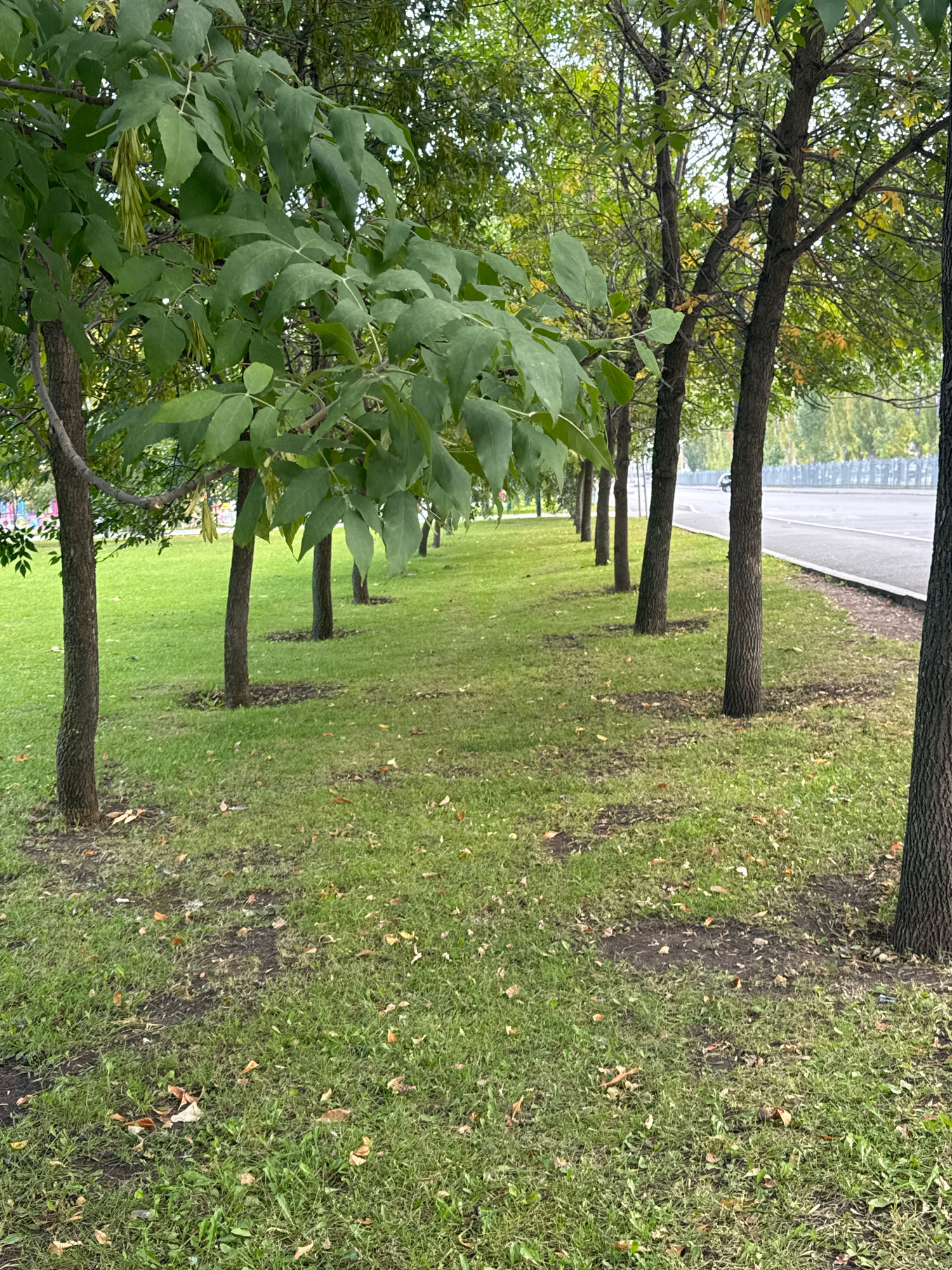 The image depicts a row of trees lining a grassy area adjacent to a paved road in Ufa, Russia. The trees have dark bark and green leaves, with some visible seed pods hanging from branches. The grass is green and appears well-maintained, with scattered fallen leaves on the ground, suggesting it might be autumn. A road is visible to the right of the trees, with a light-colored curb and a metal fence in the background. The sky is overcast, contributing to the diffused lighting of the scene. No people are visible in the frame. The environment suggests a park or a tree-lined street within a city setting.