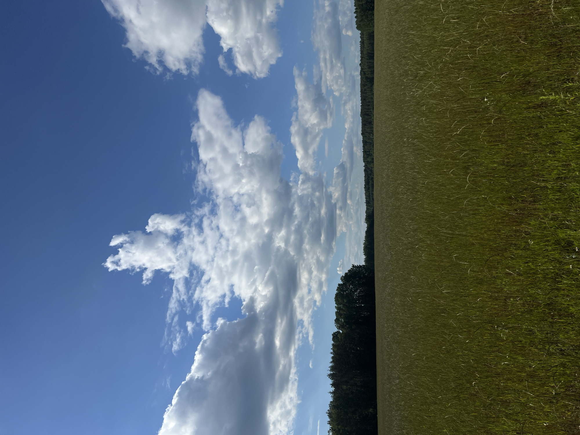 An exterior, vertical, eye-level, medium shot captures a field of tall, golden-green grass under a bright blue sky with scattered white, puffy clouds. A dense, dark green forest borders the field in the distance, stretching across the horizon. The scene is devoid of any people or animals. The environment appears to be a rural landscape.