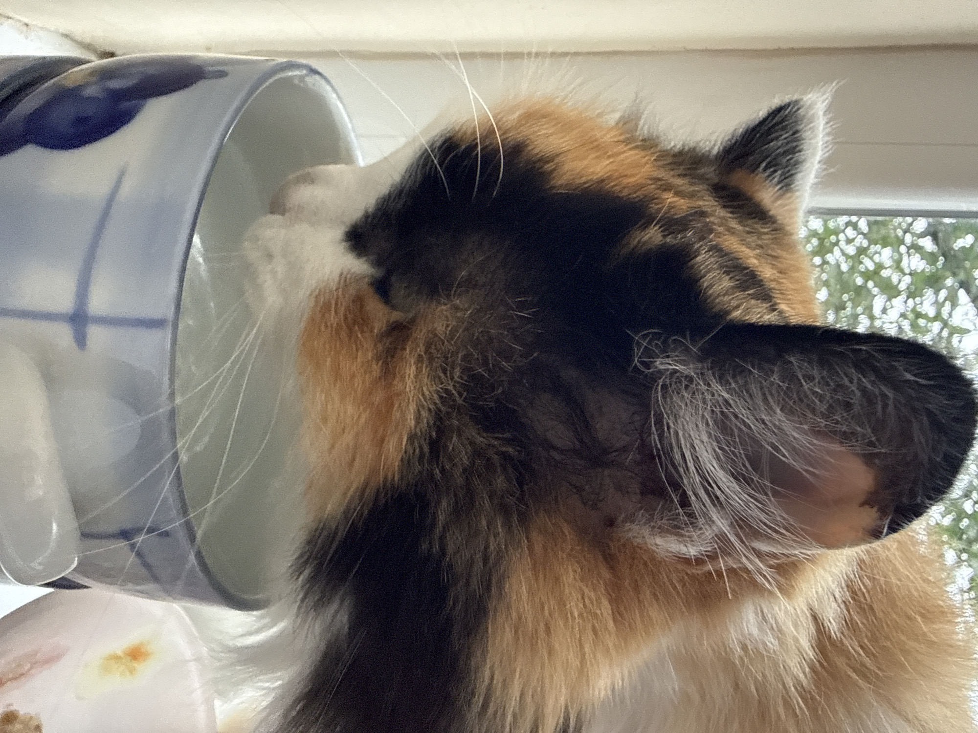 A calico cat is drinking from a blue and white patterned ceramic bowl. The cat's face, predominantly black and white with patches of orange and brown fur, is partially submerged in the water. Its whiskers are spread out, touching the water's surface. The bowl is positioned on a white surface, possibly a windowsill, with a window in the background showing blurred green foliage. The lighting appears to be natural, coming from the window.