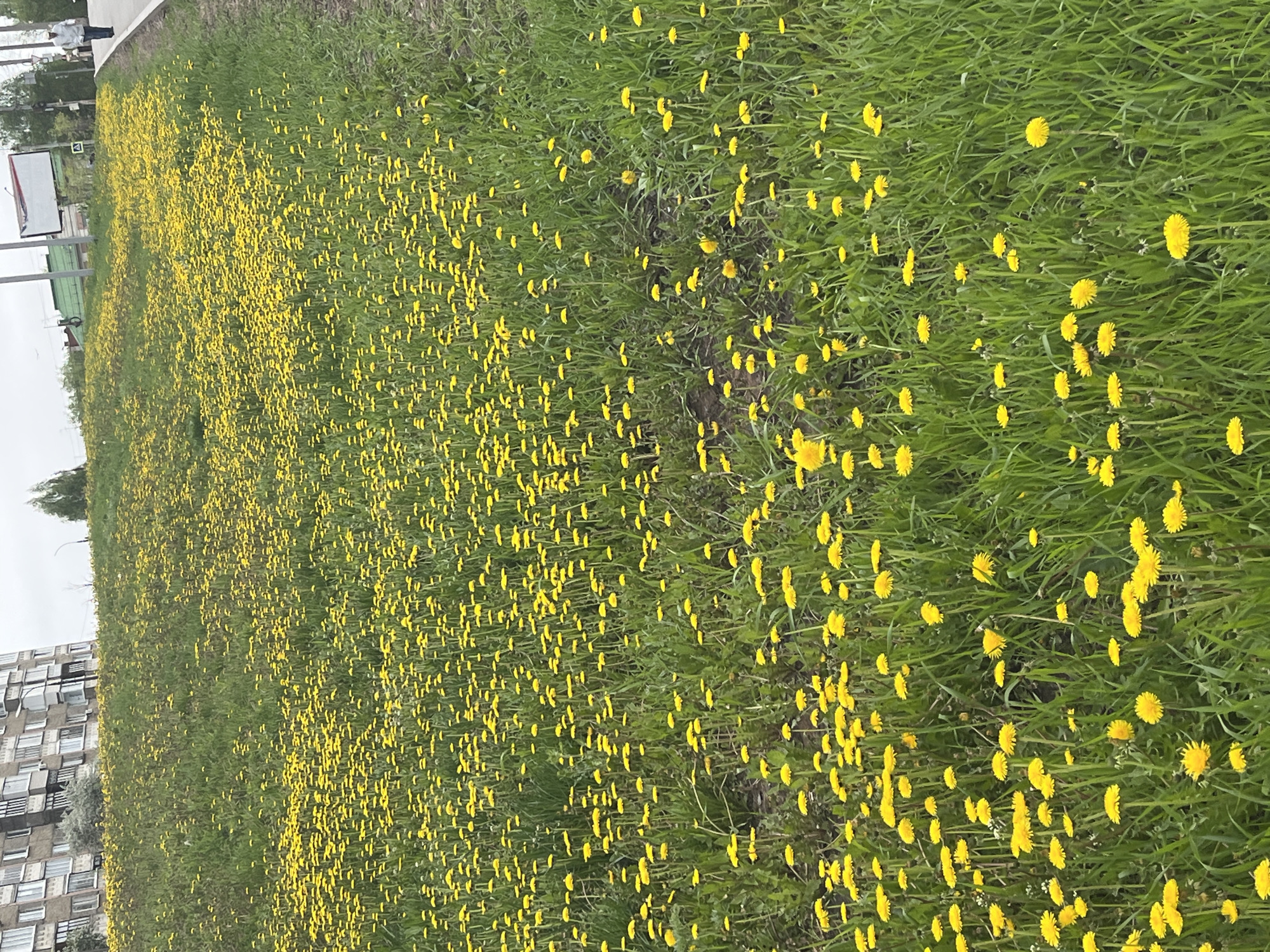 The image shows a field of dandelions in Izhevsk, Russia. The flowers are predominantly yellow and interspersed with green grass. A sidewalk and street are visible along the top edge of the frame, with a billboard nearby. An apartment complex is located in the distance on the left side of the image. The sky is overcast. There are no visible people in the field of dandelions.