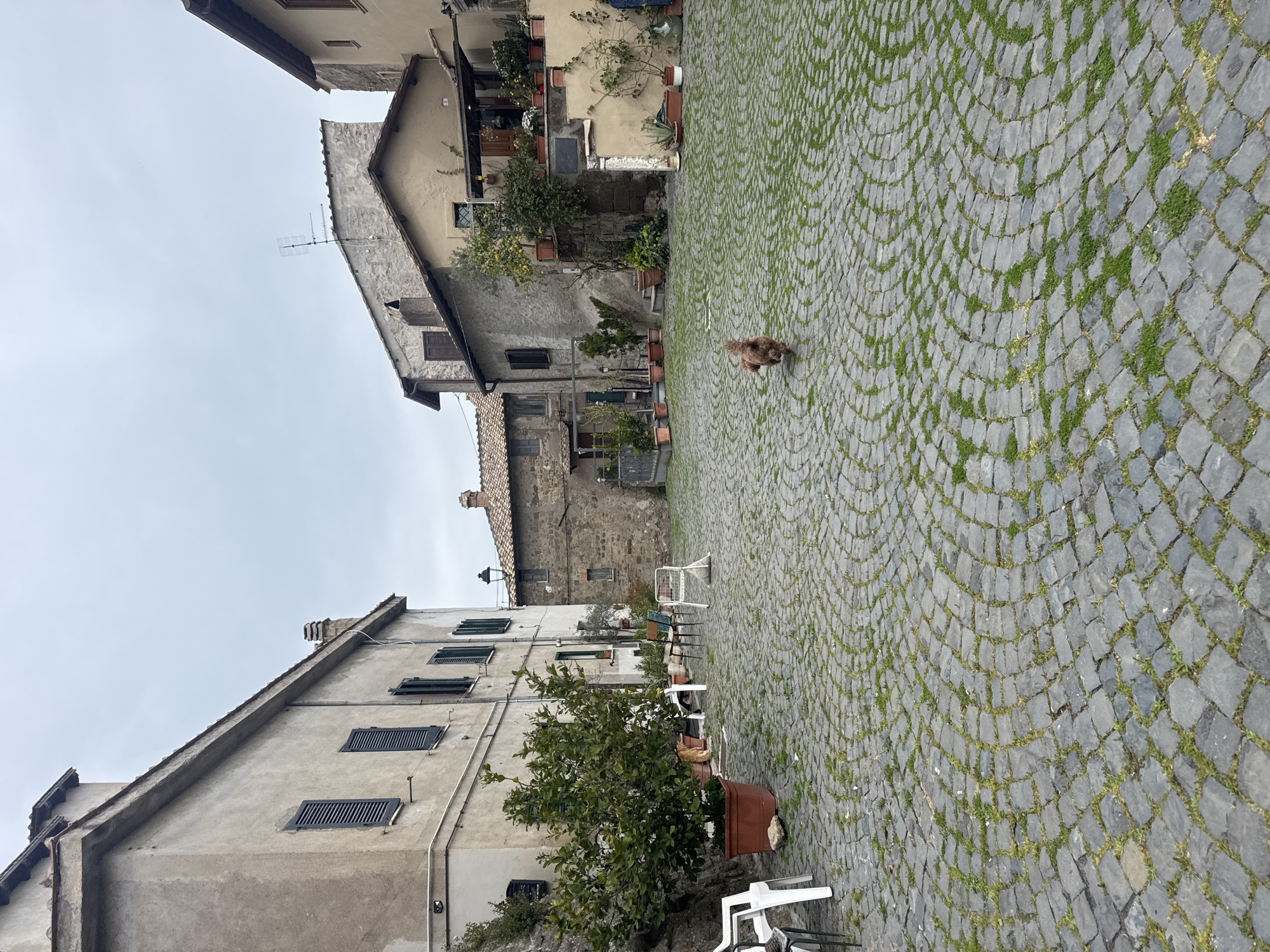 The image shows a square in Castelnuovo di Porto, Italy. The ground is paved with cobblestones arranged in circular patterns, with grass growing in the gaps. A small, brown dog is standing in the center of the square. Buildings, likely residences, surround the square. The buildings are made of stone and plaster, with traditional Italian architecture, including shutters on the windows. Some potted plants and trees are visible along the walls of the buildings. There are also some white plastic chairs and tables scattered around, suggesting a cafe or gathering place. The sky is overcast.
