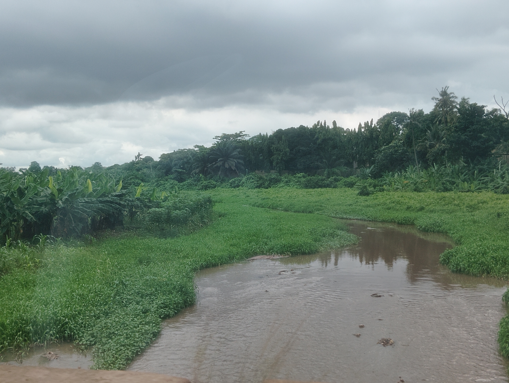 The image depicts a wide, muddy river flowing through a lush, green landscape under a heavily overcast sky. Dense vegetation, including banana plants and other foliage, lines the riverbanks, creating a dense, almost impenetrable jungle-like environment. The river itself is calm, with ripples on the surface indicating a slow current. Some debris and small rocks are visible in the water and along the edges. The sky is a uniform grey, suggesting an impending rain or a continuation of a recent downpour, which is characteristic of the tropical climate of Iju, Nigeria, where the image appears to have been taken. There are no people or animals visible in the scene, contributing to a sense of wildness and natural isolation. The overall impression is one of a remote, untouched natural environment.