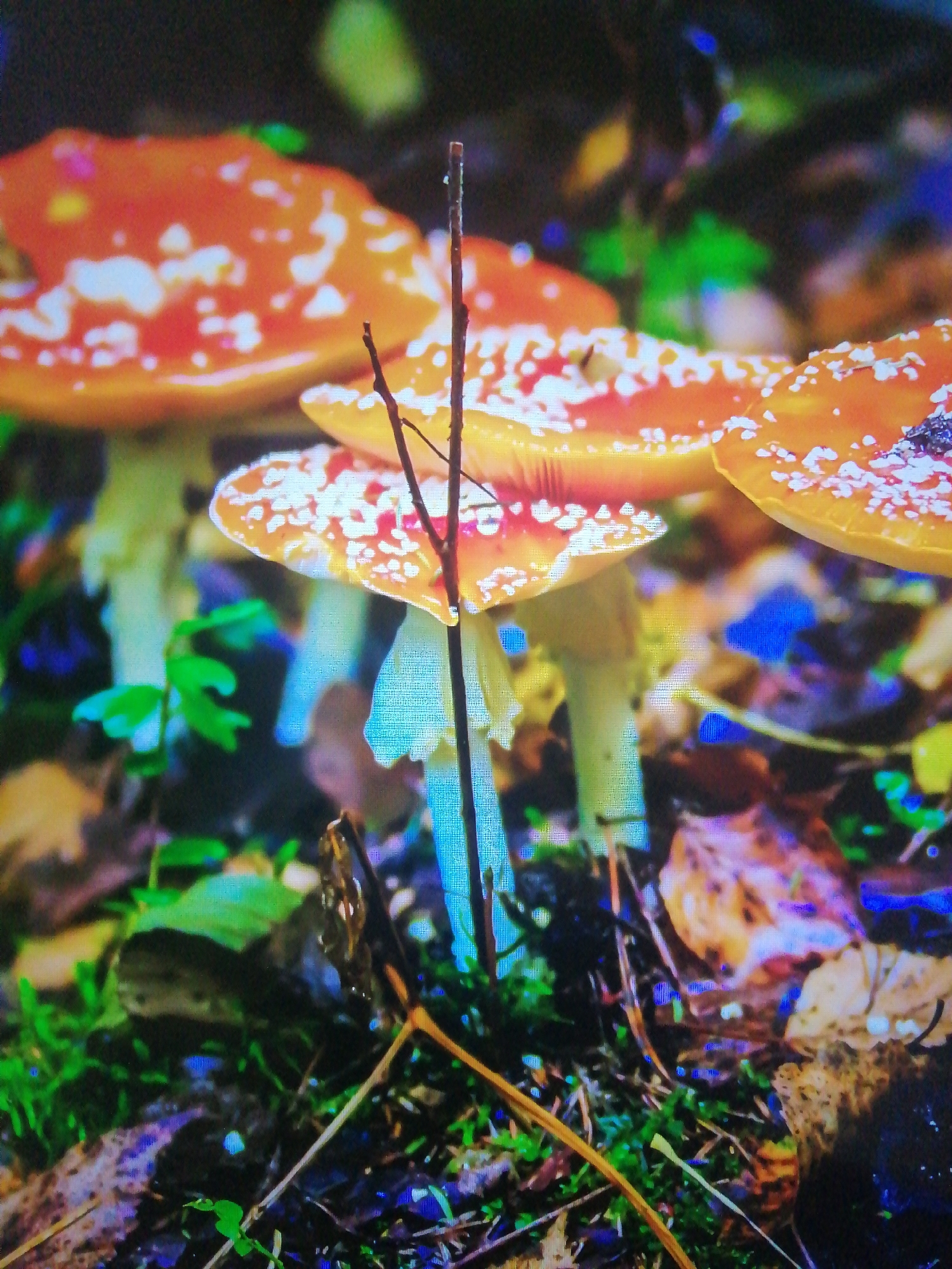 The image is a close-up, low-angle shot of several red and white spotted mushrooms, likely Amanita muscaria, growing in a forest floor environment. The mushrooms are the primary subjects, with their distinctive bright orange caps covered in white flecks. The stems are pale, and some appear slightly translucent. A thin, dry twig is positioned vertically in the center of the frame, obscuring parts of the mushrooms. The background is blurred, showing a mix of green foliage, brown leaves, and hints of other colors, possibly from other flora or ambient light. The ground is covered in moss, fallen leaves, and forest detritus. There are no people or animals visible in the image. The scene depicts a natural woodland setting, indicative of a forest or wooded area. The location in Slonim, Belarus, suggests a temperate forest biome.