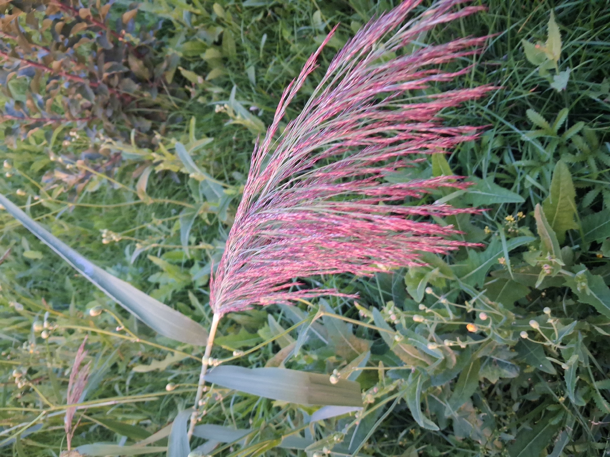 A close-up, eye-level, outdoor photograph shows a close-up of a pink-hued seed head of a grass or reed plant in the foreground. The seed head is long and feathery, with individual seeds hanging down like thin strands. The plant's stem is visible, and it is a light green color. The background is filled with dense green foliage and other plants. The lighting suggests it is daytime, possibly late afternoon or early morning, given the soft light and muted colors. There are no people or animals visible in the image. The scene appears to be a natural setting, possibly a meadow or field in Krivodanovka, Russia.