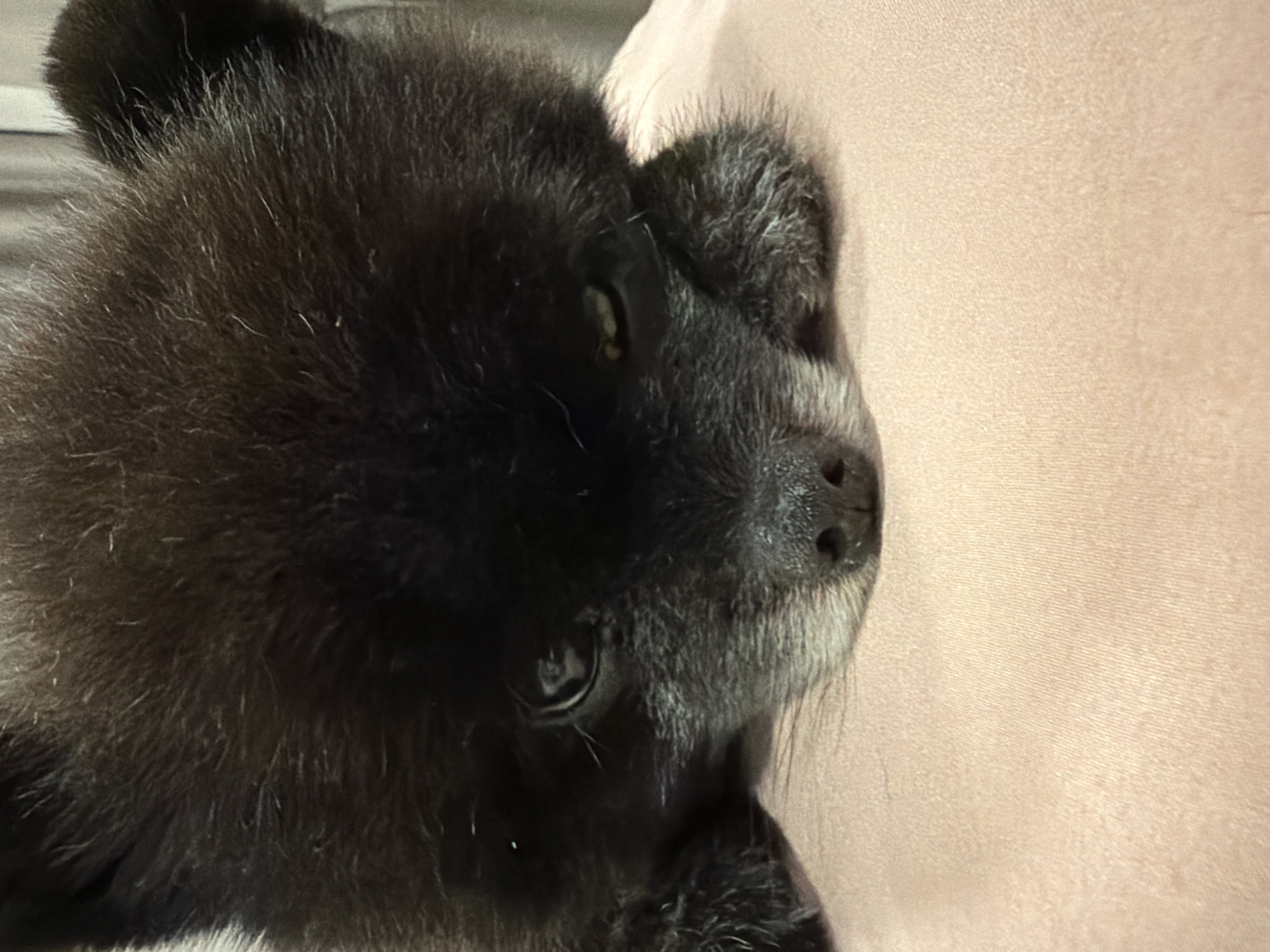 A close-up shot shows the face of a black Pomeranian dog lying down on a light pink fabric surface. The dog's eyes are partially closed, and its head is resting on its paws. The background consists of a blurred, neutral-colored curtain. The image does not contain any specific elements that would indicate its location in Kathu, Thailand.