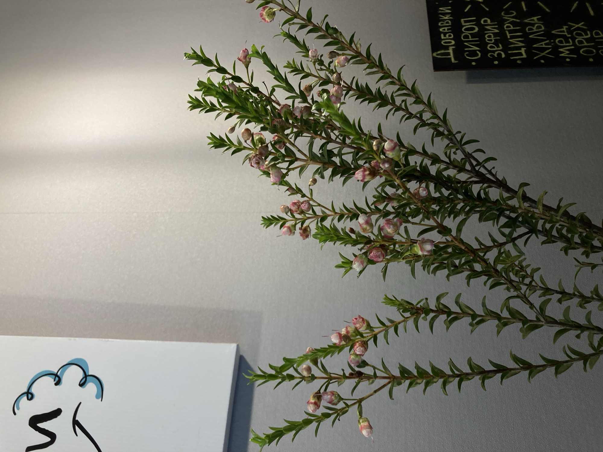 The image depicts a close-up view of delicate pink and white flowers and green foliage, likely a decorative plant, positioned in the foreground against a light gray textured wall. To the left, a white rectangular object with a black graphic of a speech bubble and an arrow is partially visible. On the right side of the image, a dark rectangular board with white lettering in Russian is visible, listing various items such as "ДОБАВКИ" (Additives), "СИРОП" (Syrup), "ЗЕФИР" (Marshmallow), "ЦИТРУС" (Citrus), "ХАЛВА" (Halva), "МЁД" (Honey), and "ОРЕХ" (Nut). The overall scene appears to be an indoor setting, possibly a cafe or shop in the city of Chaikovsky, Russia, given the presence of Russian text. There are no people or discernible actions in the frame.