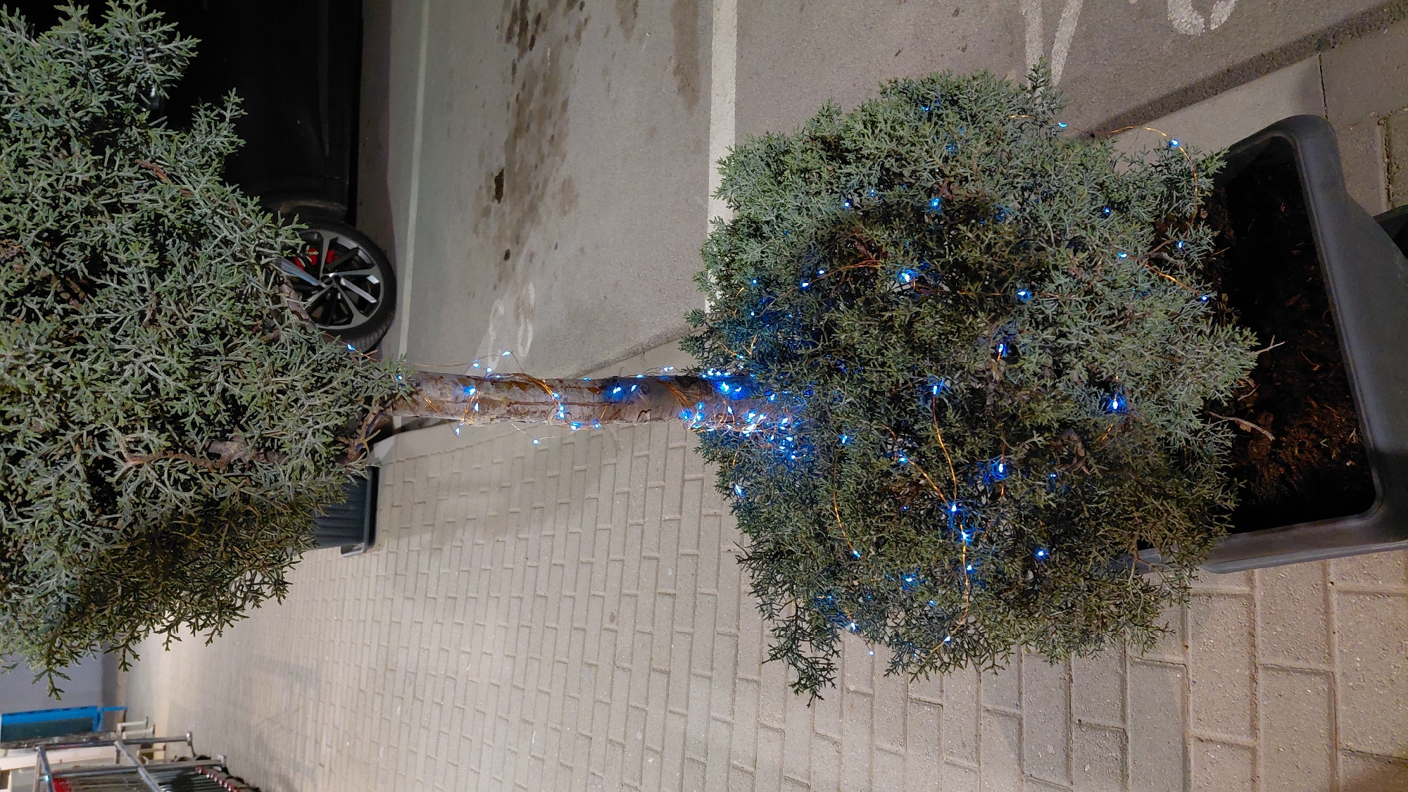 The image shows two potted trees with blue lights wrapped around their trunks, standing on a paved surface. The trees appear to be located in an urban setting, likely a parking lot or sidewalk near a building, given the presence of parking space markings and what seems to be a car partially visible in the background. The scene is viewed from above.