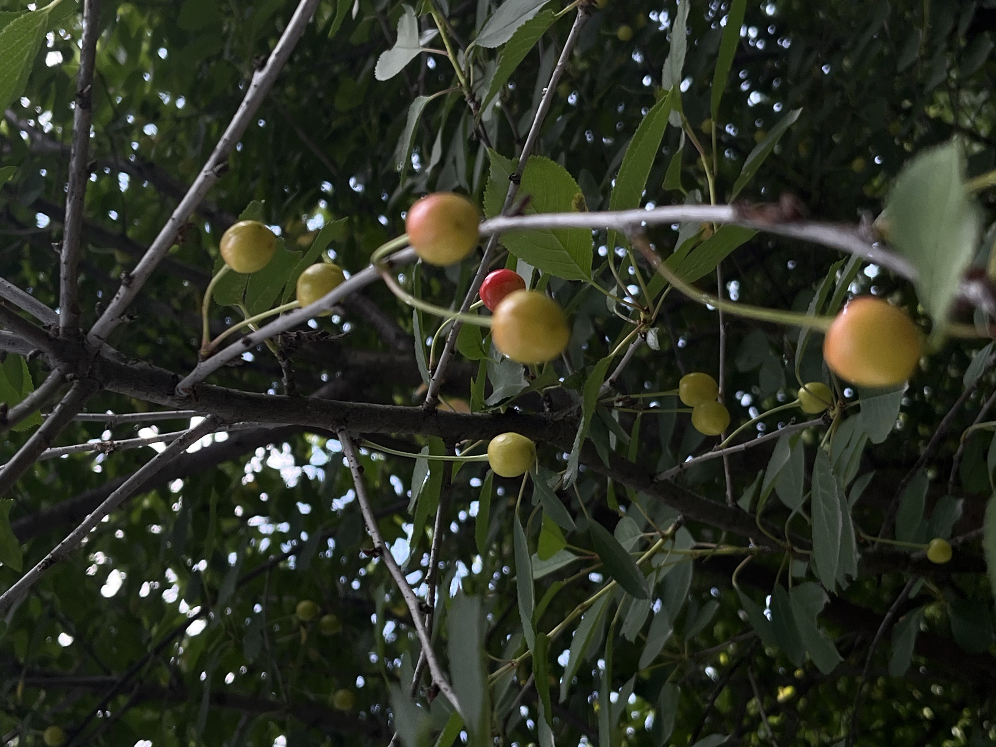 This media file depicts a close-up, low-angle view of a cherry tree laden with fruit. The subjects are the cherries, various branches, and green leaves against a dark, dappled background of foliage and sky. Most of the cherries are a pale yellow or greenish-yellow, with a few beginning to show hints of blush or pink. One cherry, positioned centrally and slightly to the left of the frame, is a vibrant red, suggesting it is riper than the others. The cherries hang from thin stems, some singly, others in small clusters. The branches are slender and greyish-brown, interwoven with the green of the leaves. The lighting suggests it is daytime, possibly late afternoon or overcast, as the light filtering through the leaves creates bright, bokeh-like highlights. The scene is set outdoors in a natural environment, likely an orchard or garden. The overall mood is one of natural abundance and the quiet beauty of ripening fruit. There is no visible text in the image. The location context is Lviv, Ukraine.
