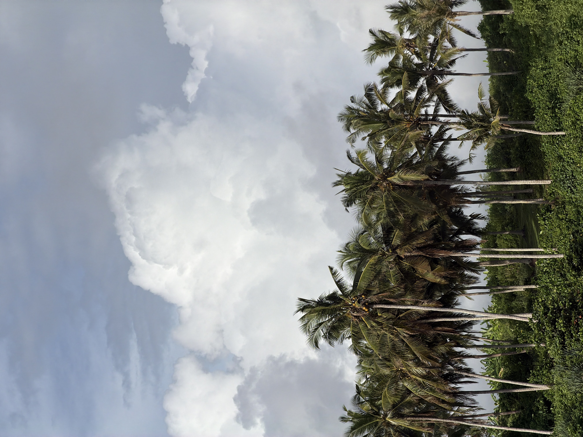 The image depicts a row of coconut palm trees along the shoreline in Selemadeg Timur, Indonesia. The sky is filled with dramatic, puffy white and grey clouds. The trees stand tall against the cloudy sky, with their trunks appearing slender and light-colored. Green foliage covers the ground between the trees.
