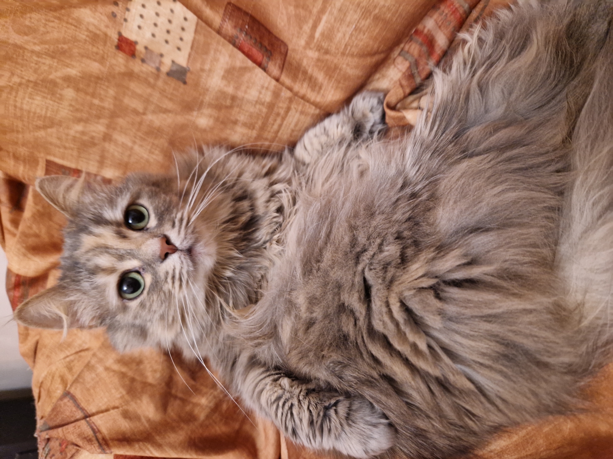 A grey, long-haired cat is lying on a brown patterned blanket. The cat is looking up with green eyes and a pink nose. The background includes a bed and the cat appears relaxed. The location in Lovech, Bulgaria is not discernible from this image.