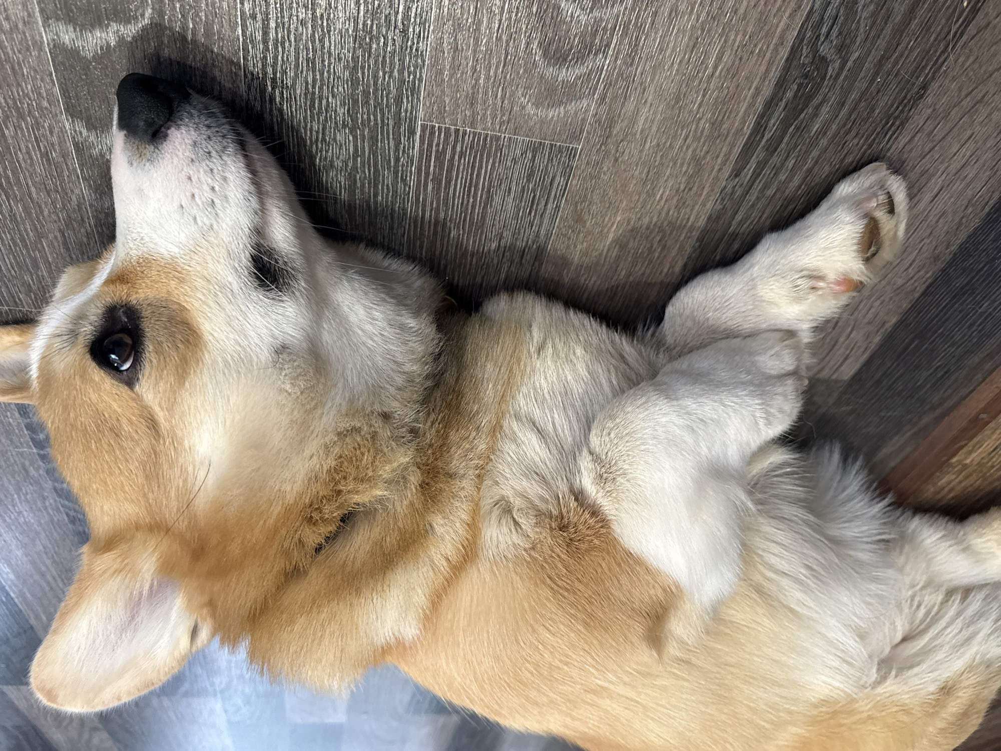 A tan and white corgi dog lies on its back on a dark brown wood floor. The dog's head is tilted upward, and its front paws are crossed.